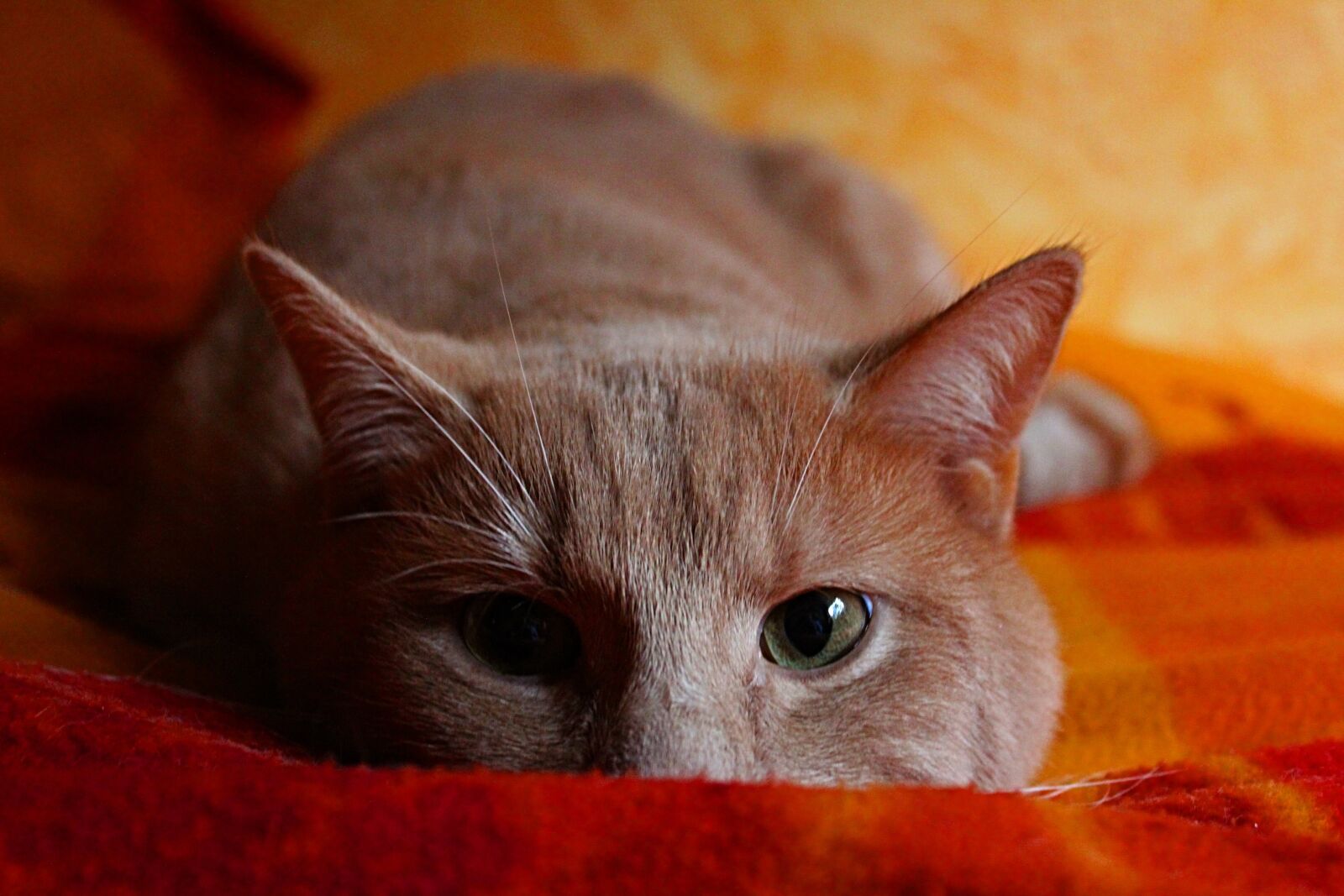 Canon EOS 550D (EOS Rebel T2i / EOS Kiss X4) sample photo. Cat, lying, domestic cat photography