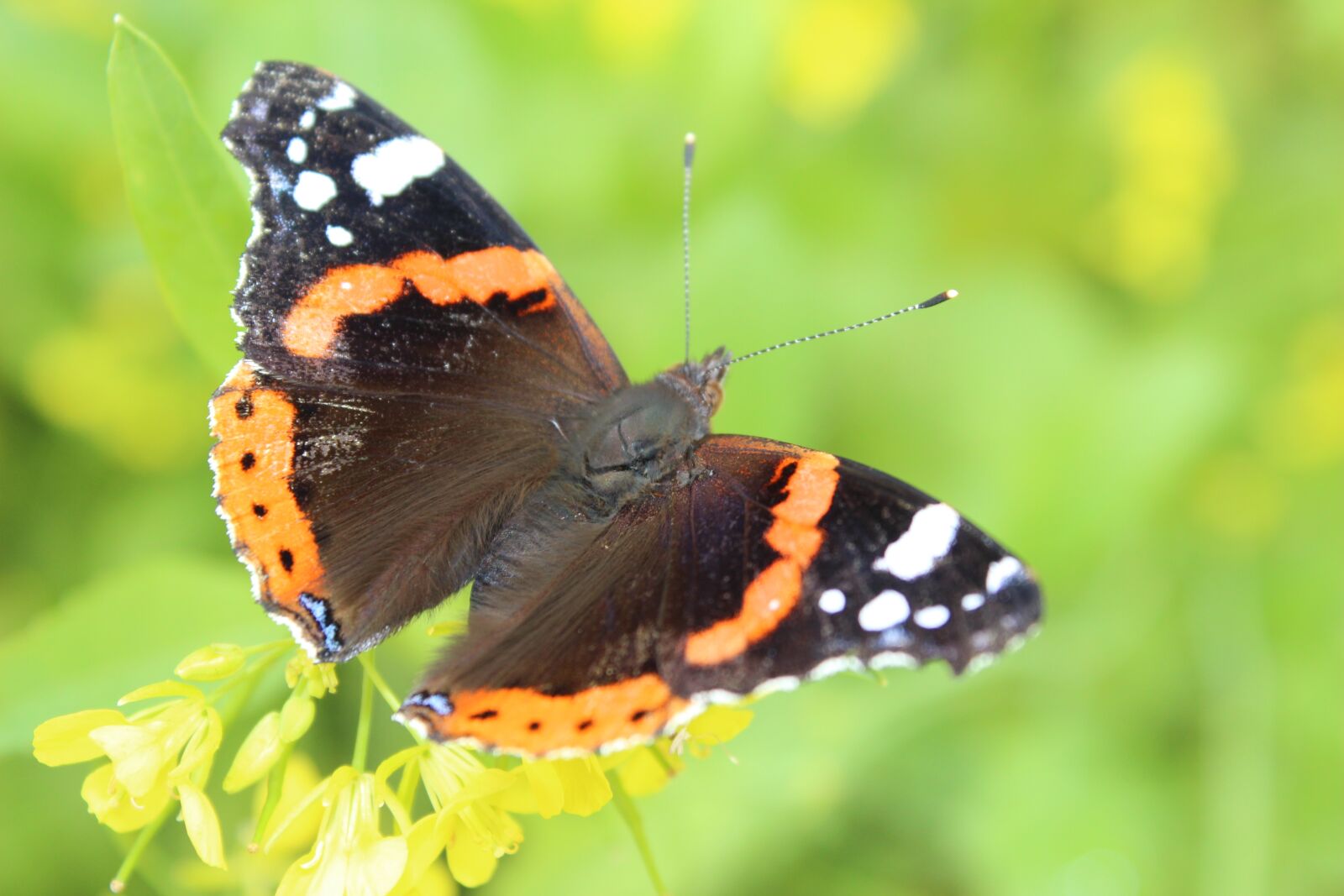 Canon EOS 650D (EOS Rebel T4i / EOS Kiss X6i) sample photo. Butterfly, insect, nature photography