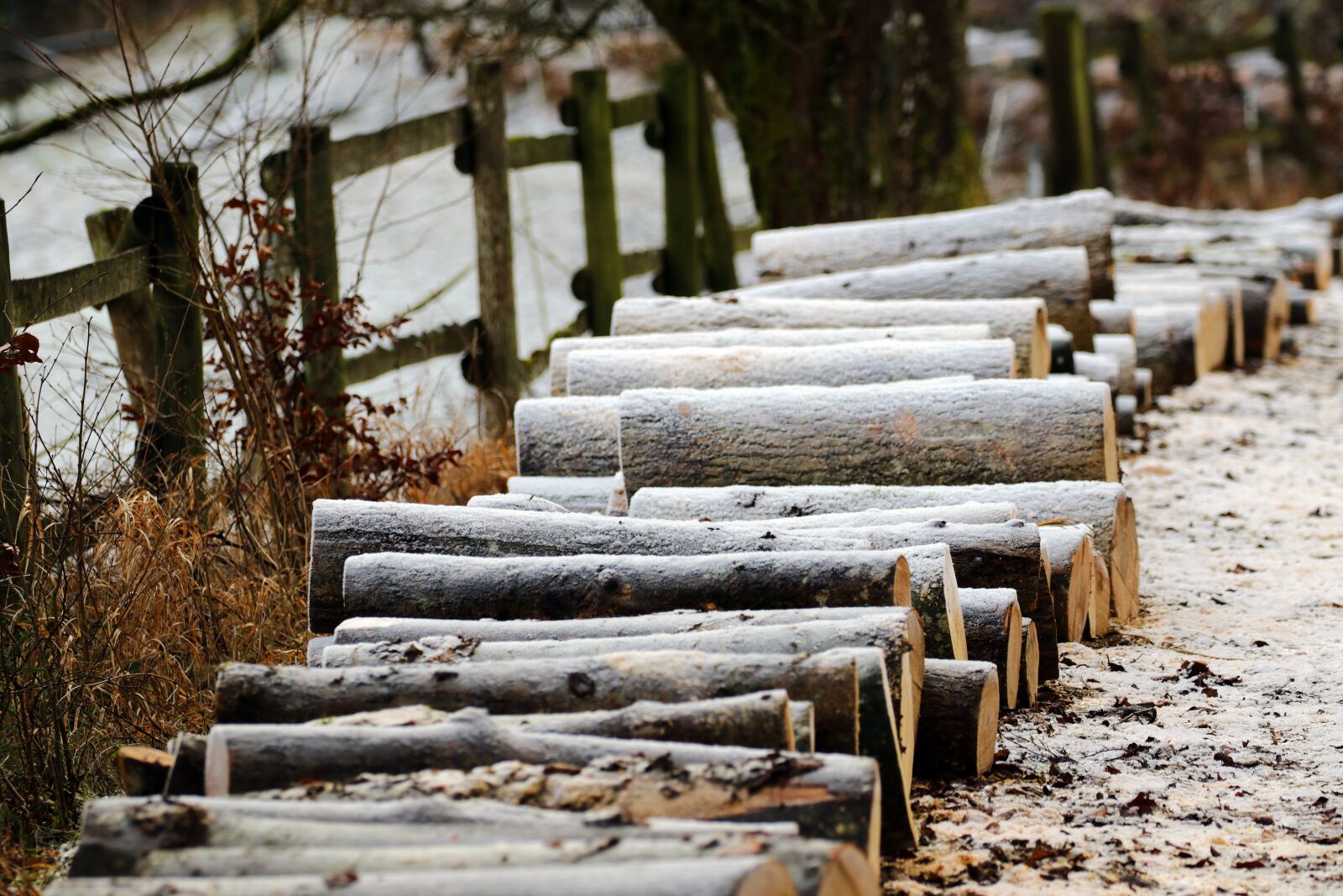 Canon EOS 7D Mark II sample photo. Tree trunks, forest, winter photography