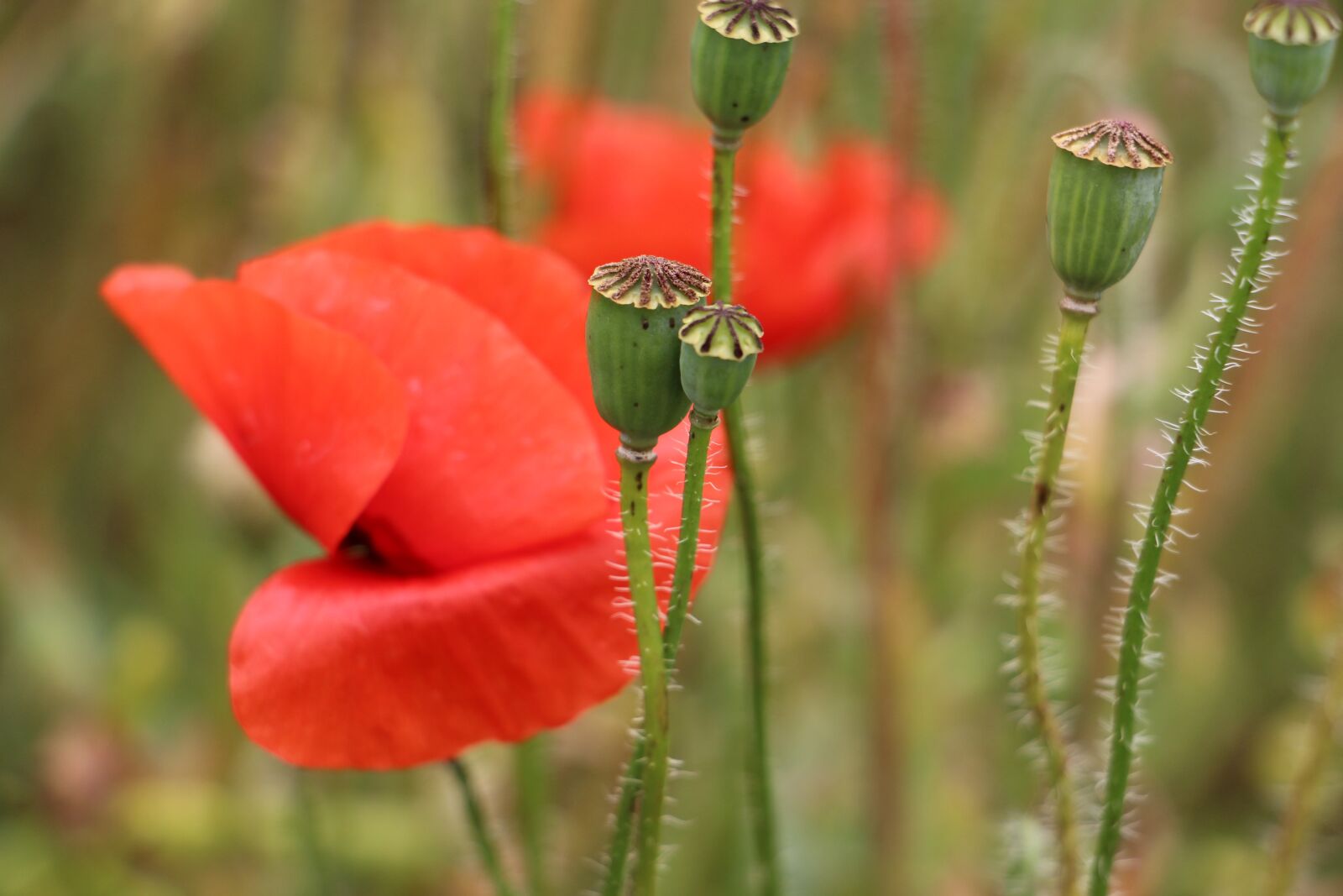 Canon EOS 700D (EOS Rebel T5i / EOS Kiss X7i) sample photo. Poppy, red, field photography