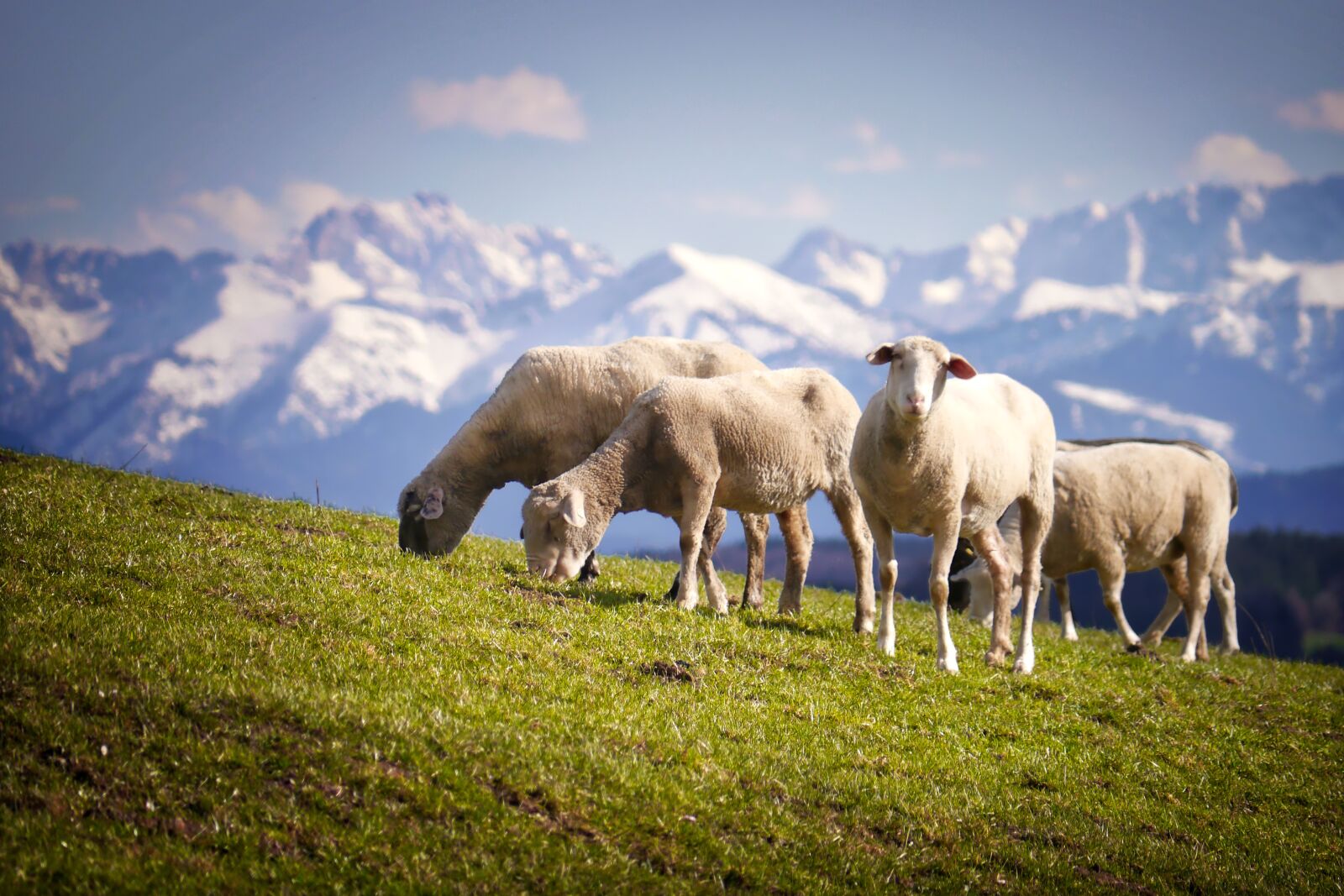 Panasonic Lumix DMC-G5 sample photo. Sheep, mountains, pasture photography