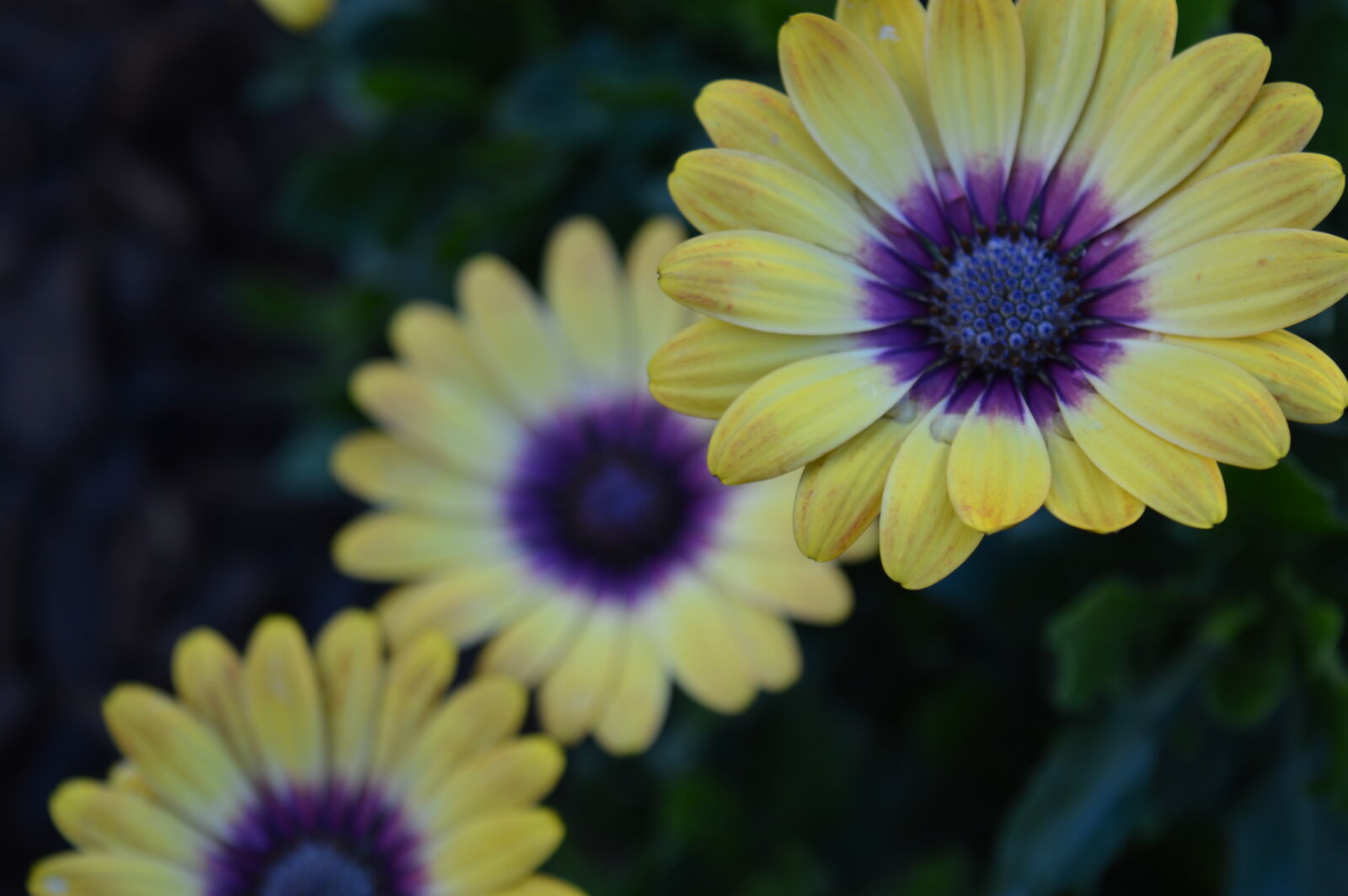 Nikon D3200 sample photo