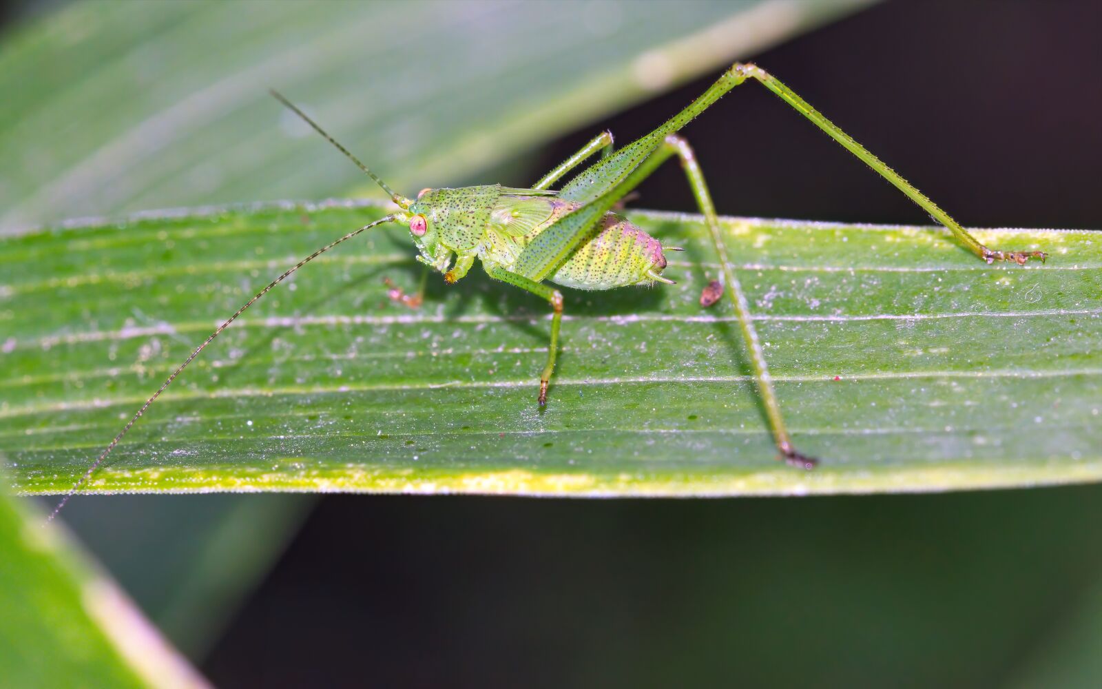 Nikon D5300 sample photo. Insect, green, going photography