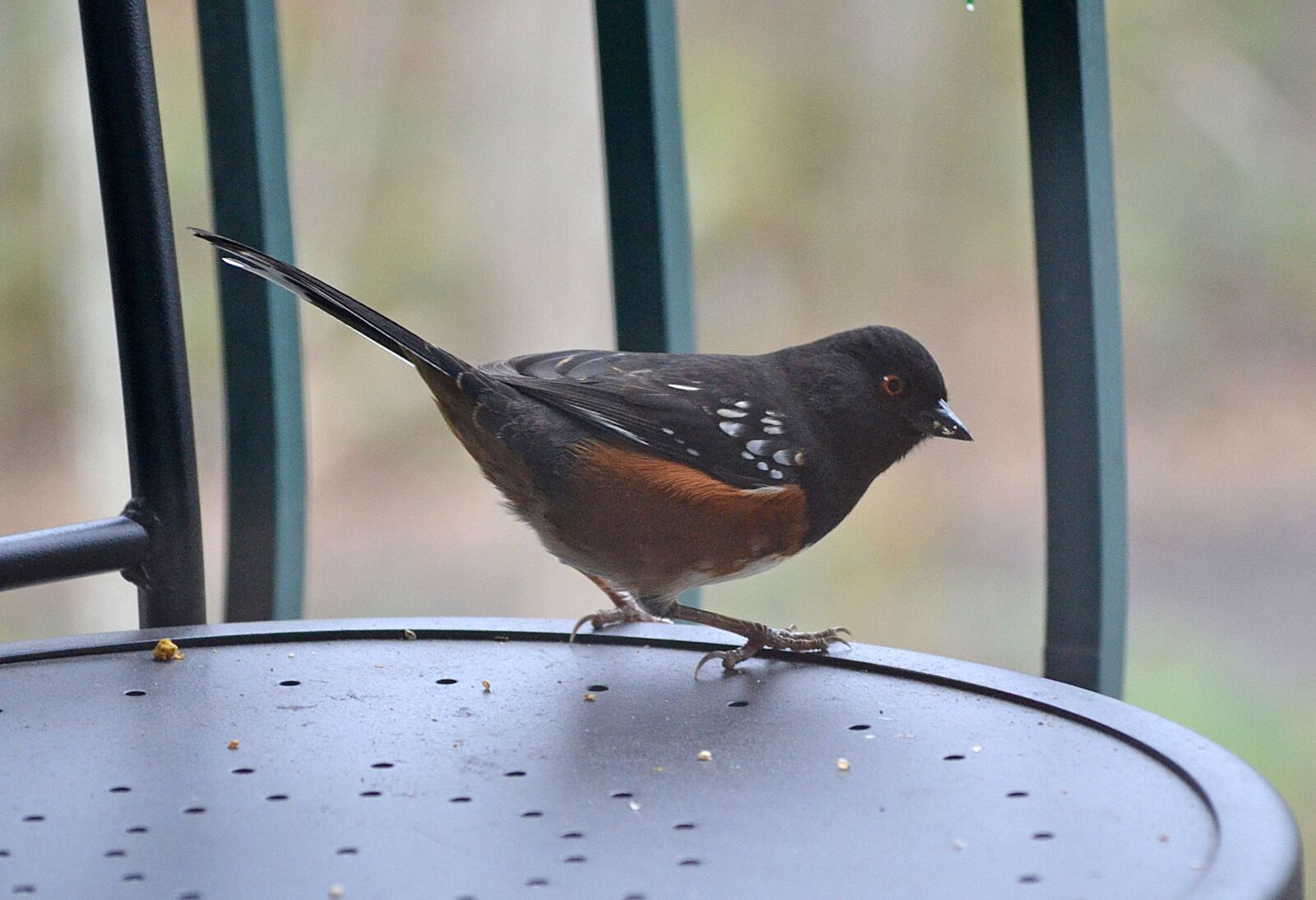 Nikon D3100 sample photo. Wren, bird, jay photography