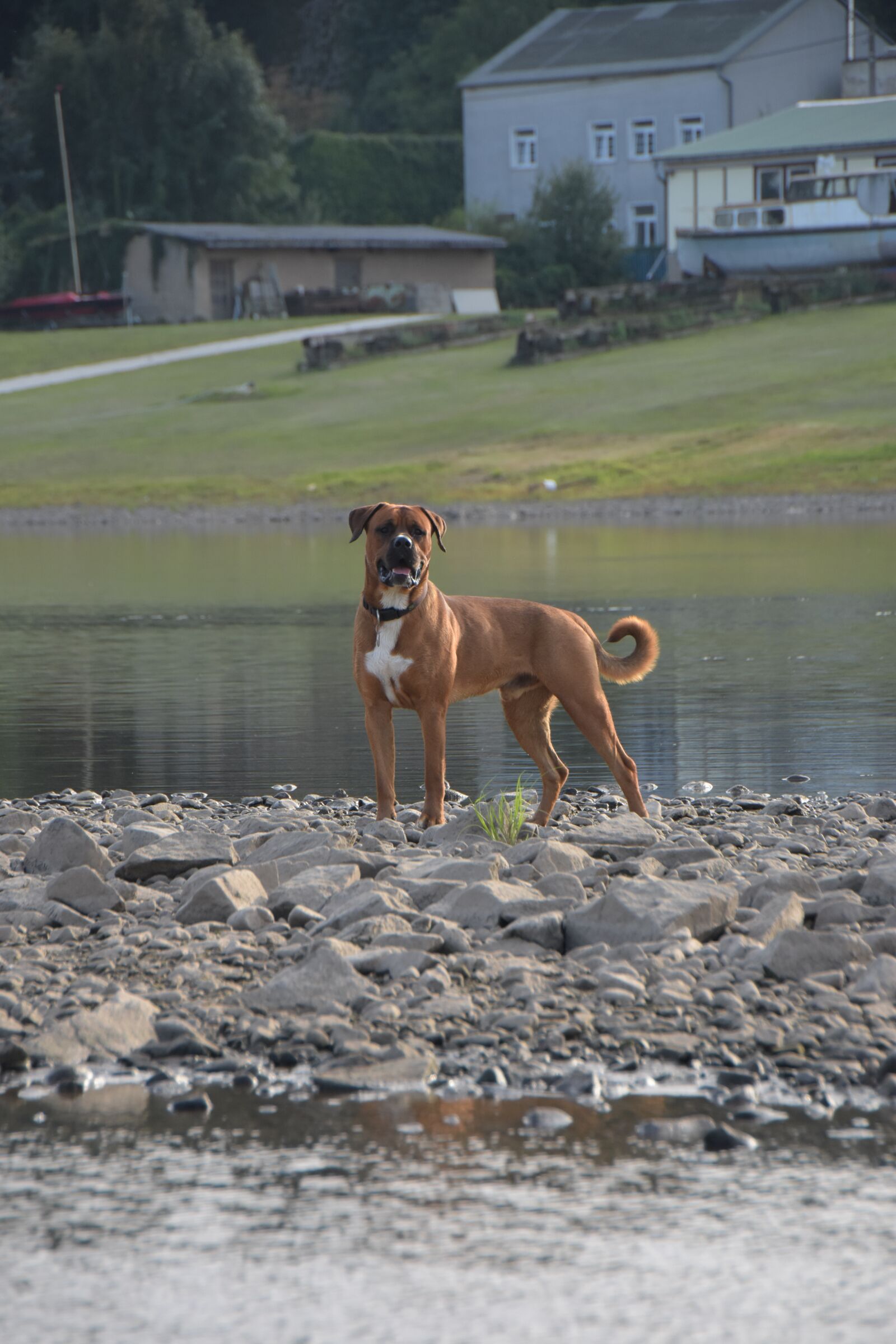 Nikon D7200 sample photo. Waters, animal, dog photography