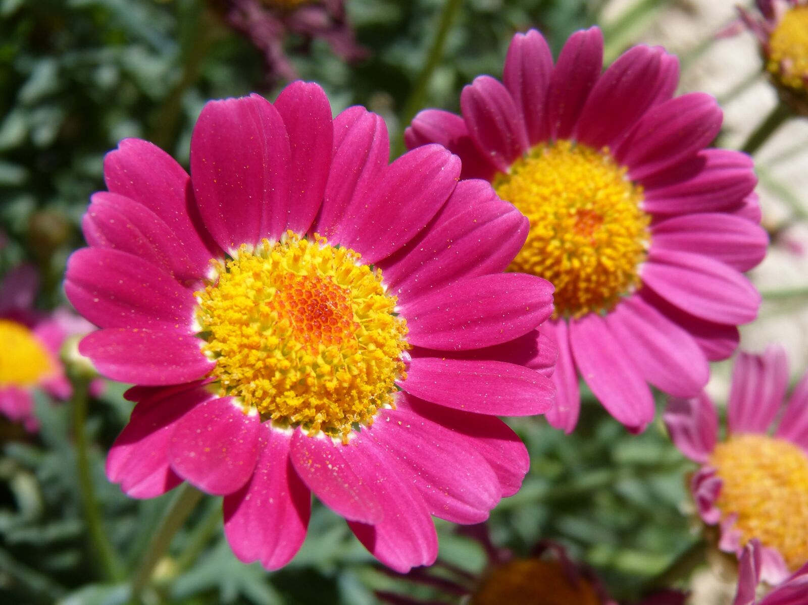 Panasonic DMC-FZ62 sample photo. Flower, daisy, magenta color photography