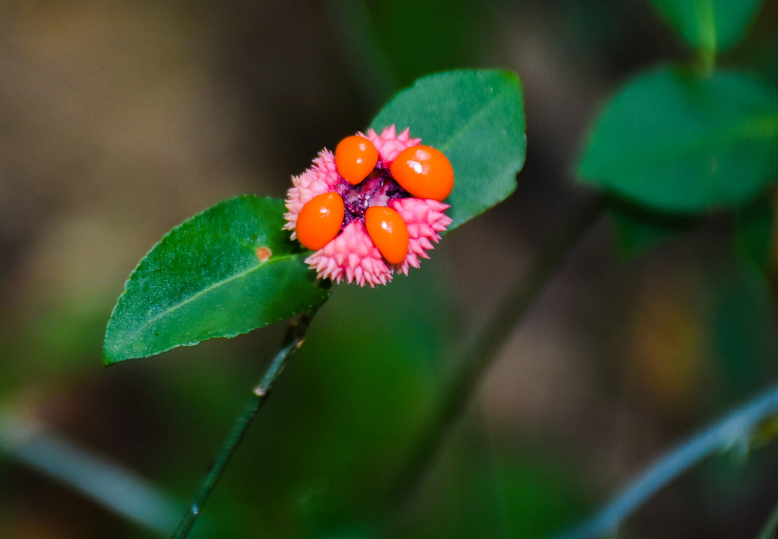 Nikon D7200 sample photo. Hearts, a, bursting, natural photography