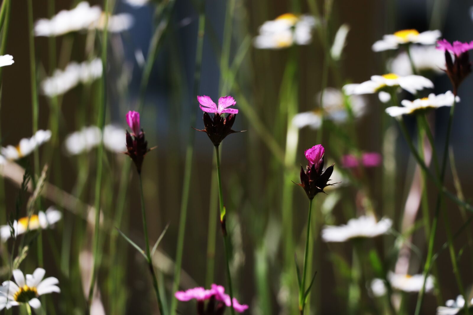 Canon EOS 77D (EOS 9000D / EOS 770D) sample photo. Red campion, pink, flower photography