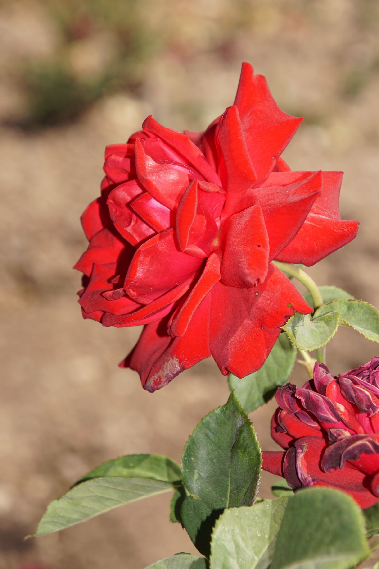 Tamron 16-300mm F3.5-6.3 Di II VC PZD Macro sample photo. Rose, burgundy 81, rosaceae photography