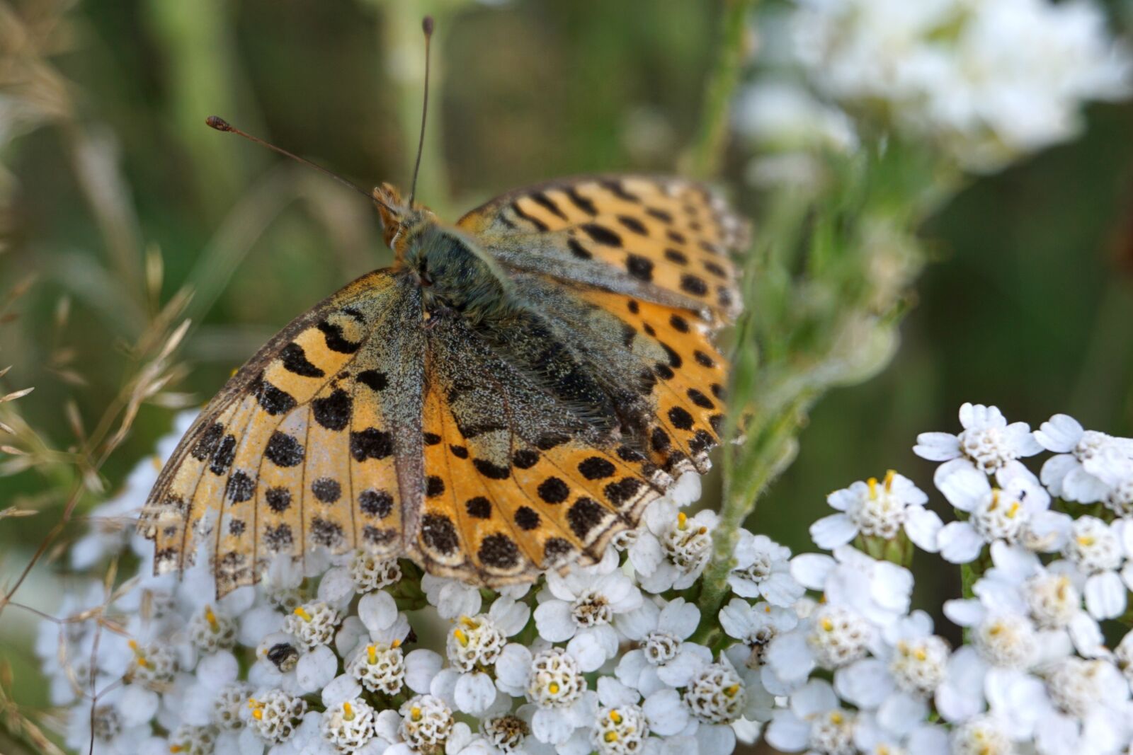 Sony a6000 sample photo. Butterfly, brown, insect photography