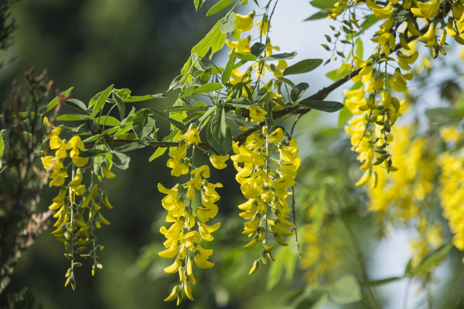 Canon EF-S 55-250mm F4-5.6 IS STM sample photo. Acacia, tree, flowers photography