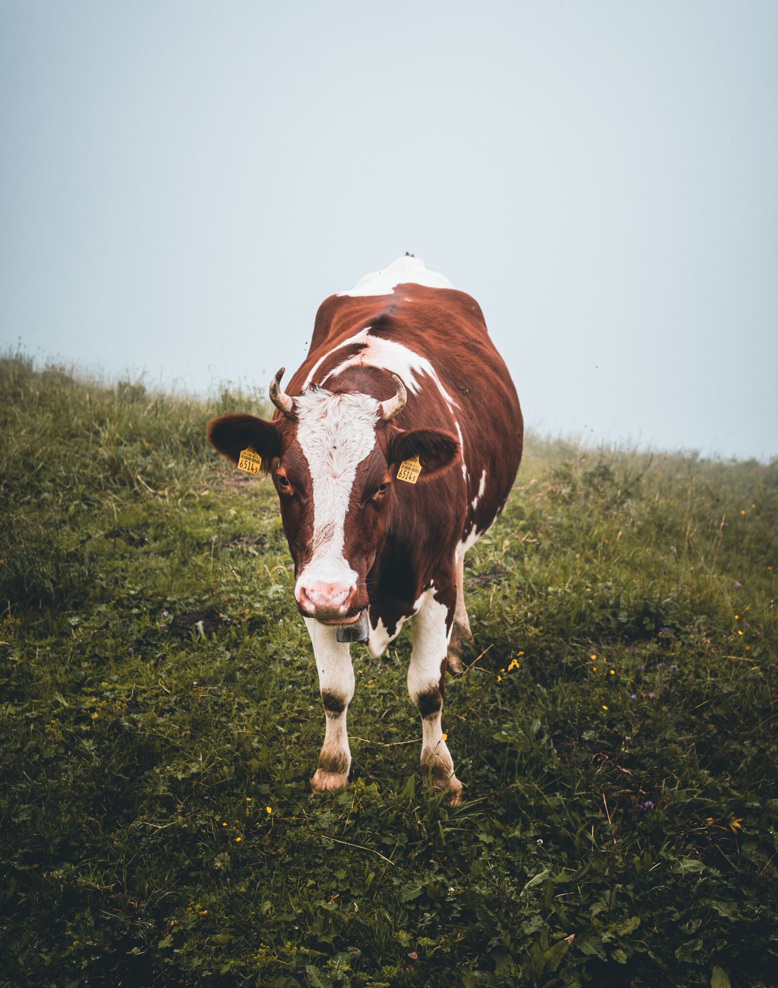 Sigma 30mm F2.8 EX DN sample photo. Cow, livestock, alm photography