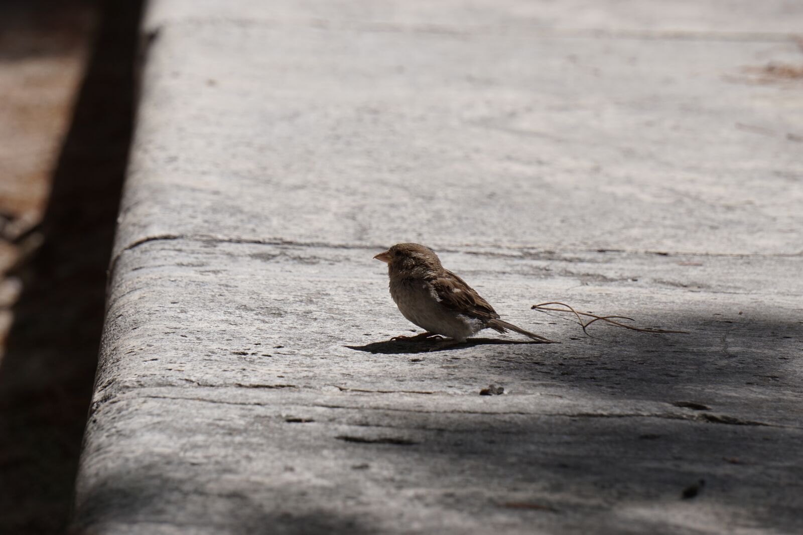 Sony E 55-210mm F4.5-6.3 OSS sample photo. Bird, park, spain photography