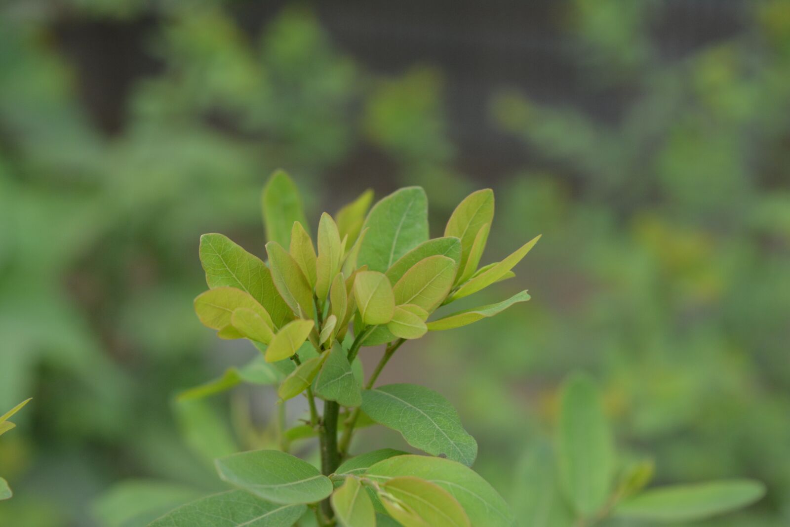 Nikon D5200 sample photo. Flower, nature, hope photography