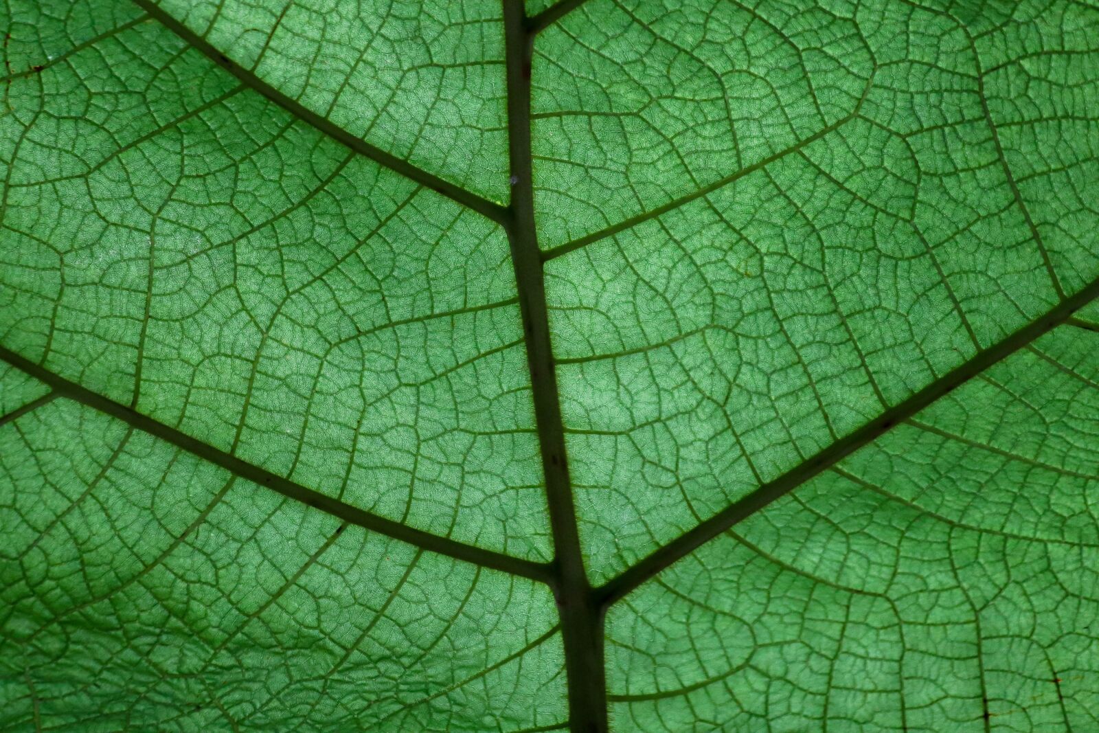 Canon EOS 200D (EOS Rebel SL2 / EOS Kiss X9) sample photo. Leaf, plant, structure photography