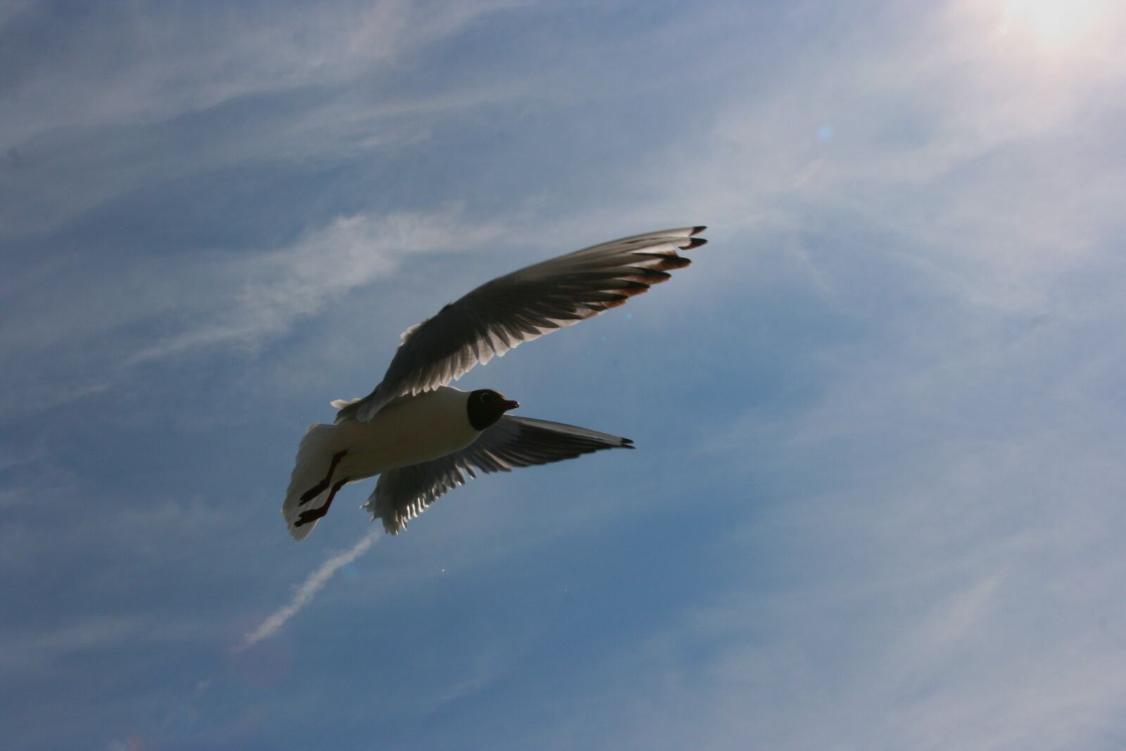 Canon EOS 400D (EOS Digital Rebel XTi / EOS Kiss Digital X) sample photo. Flying, freedom, wing photography