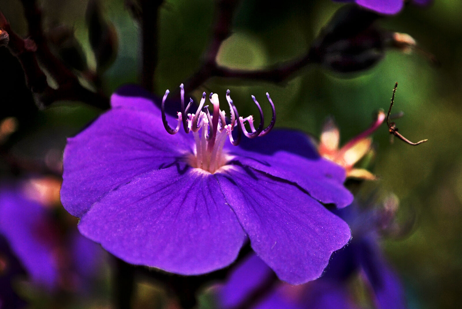 Nikon D60 sample photo. Colombia, color, flower, flowers photography