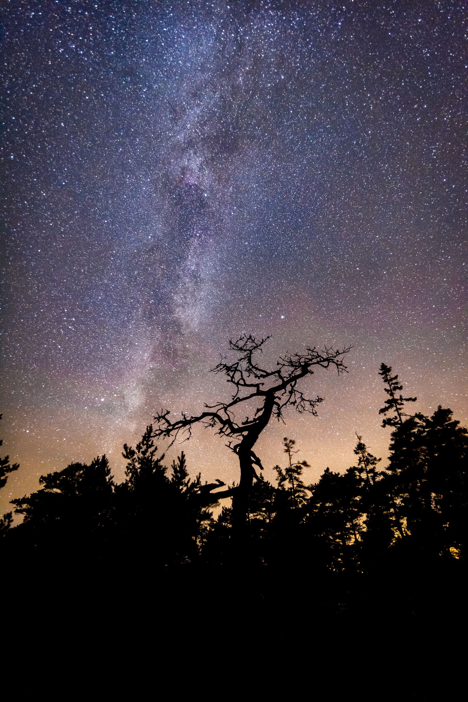 Nikon D810 sample photo. Nature, no one, tree photography
