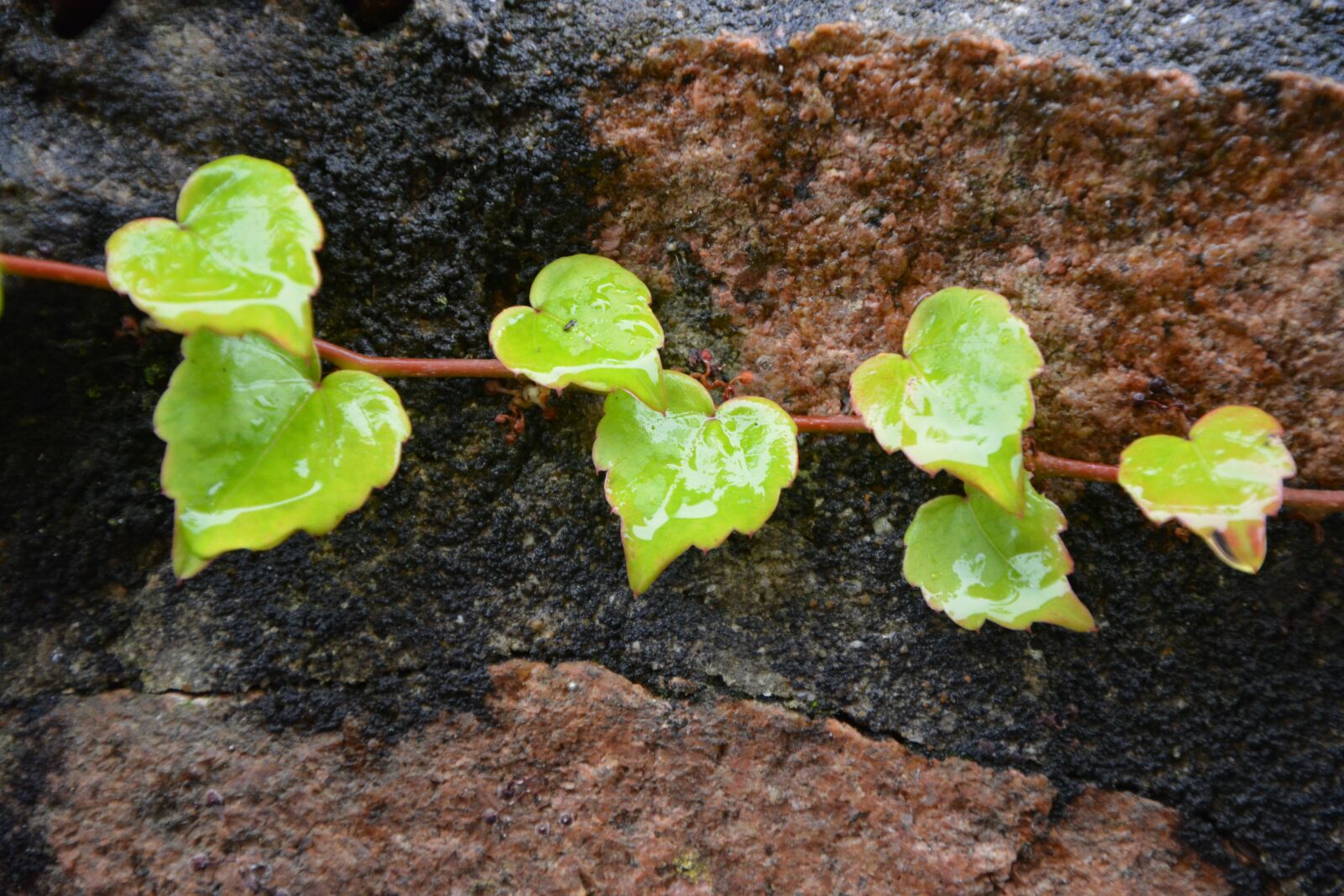 Nikon D5200 sample photo. Leaf shapes hearts, decorative photography