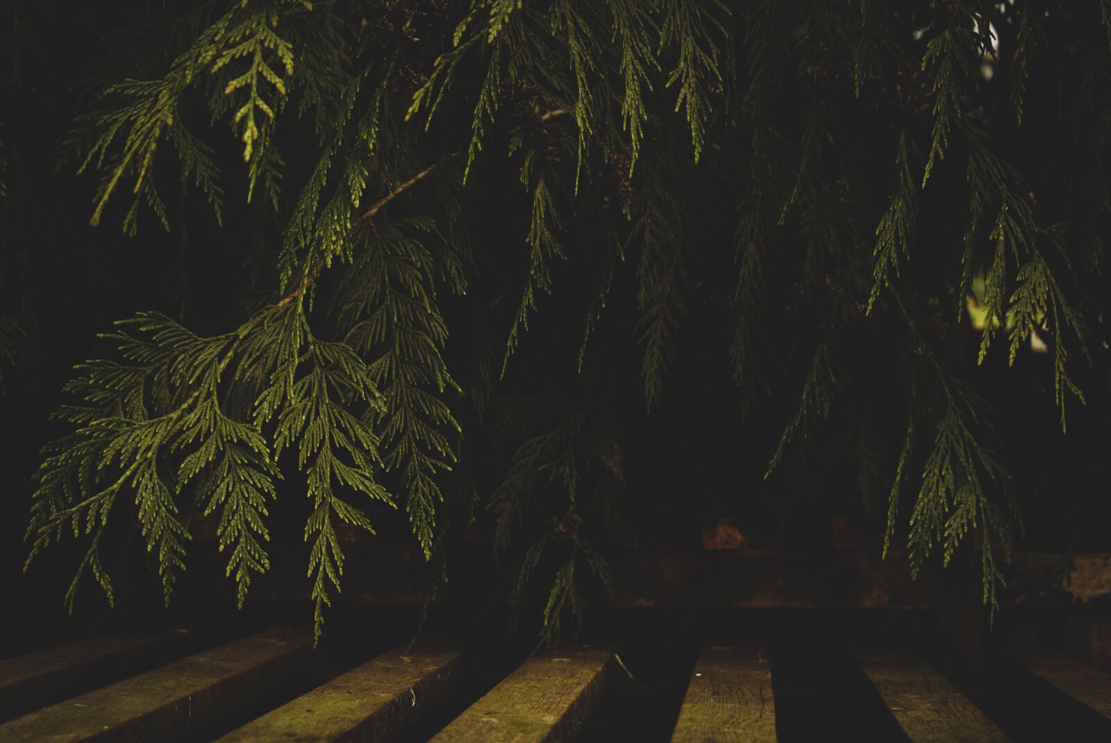 Sony Alpha DSLR-A200 sample photo. Tree, wood, forest photography