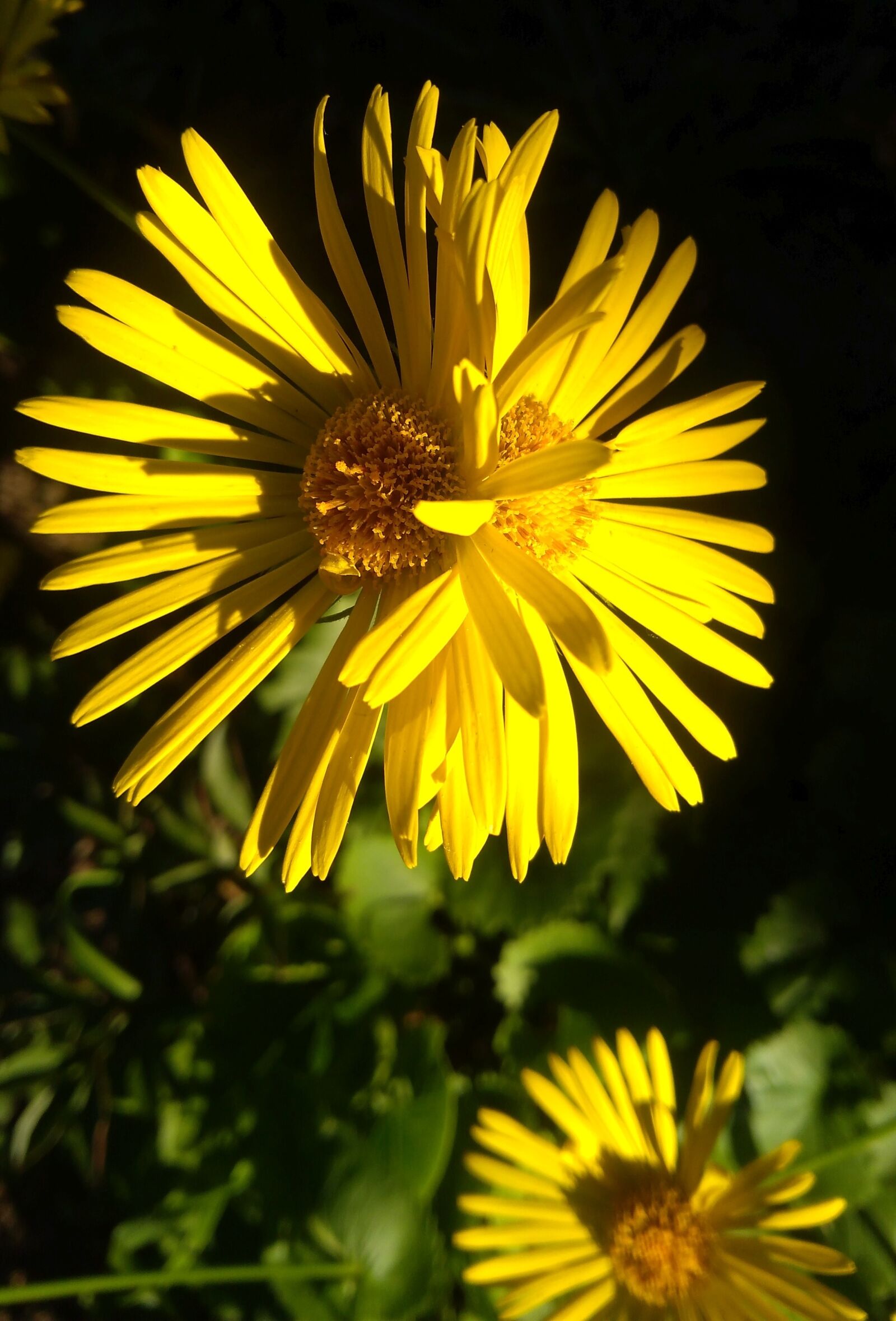 Lenovo K6 NOTE sample photo. Nature, flower, plant photography