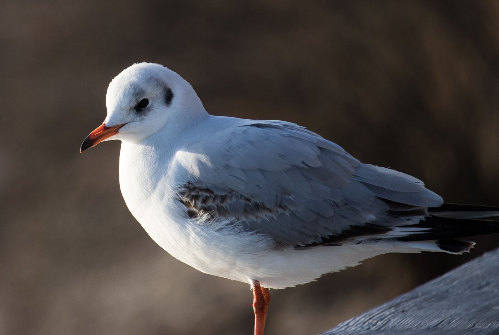 Canon EF-S 55-250mm F4-5.6 IS STM sample photo. Seagull, bird, animal photography