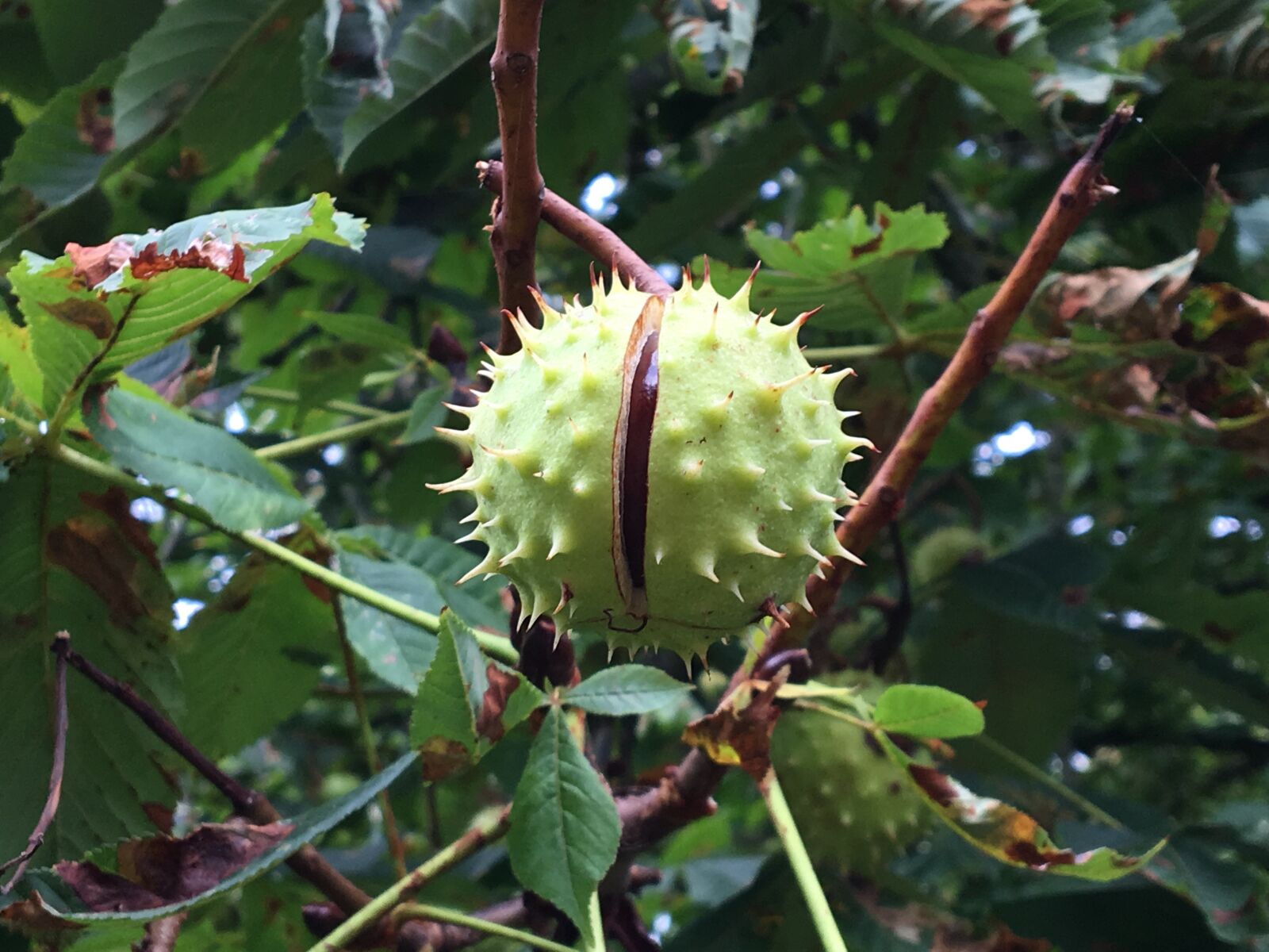 Apple iPhone 6s sample photo. Autumn, tree, chestnut tree photography