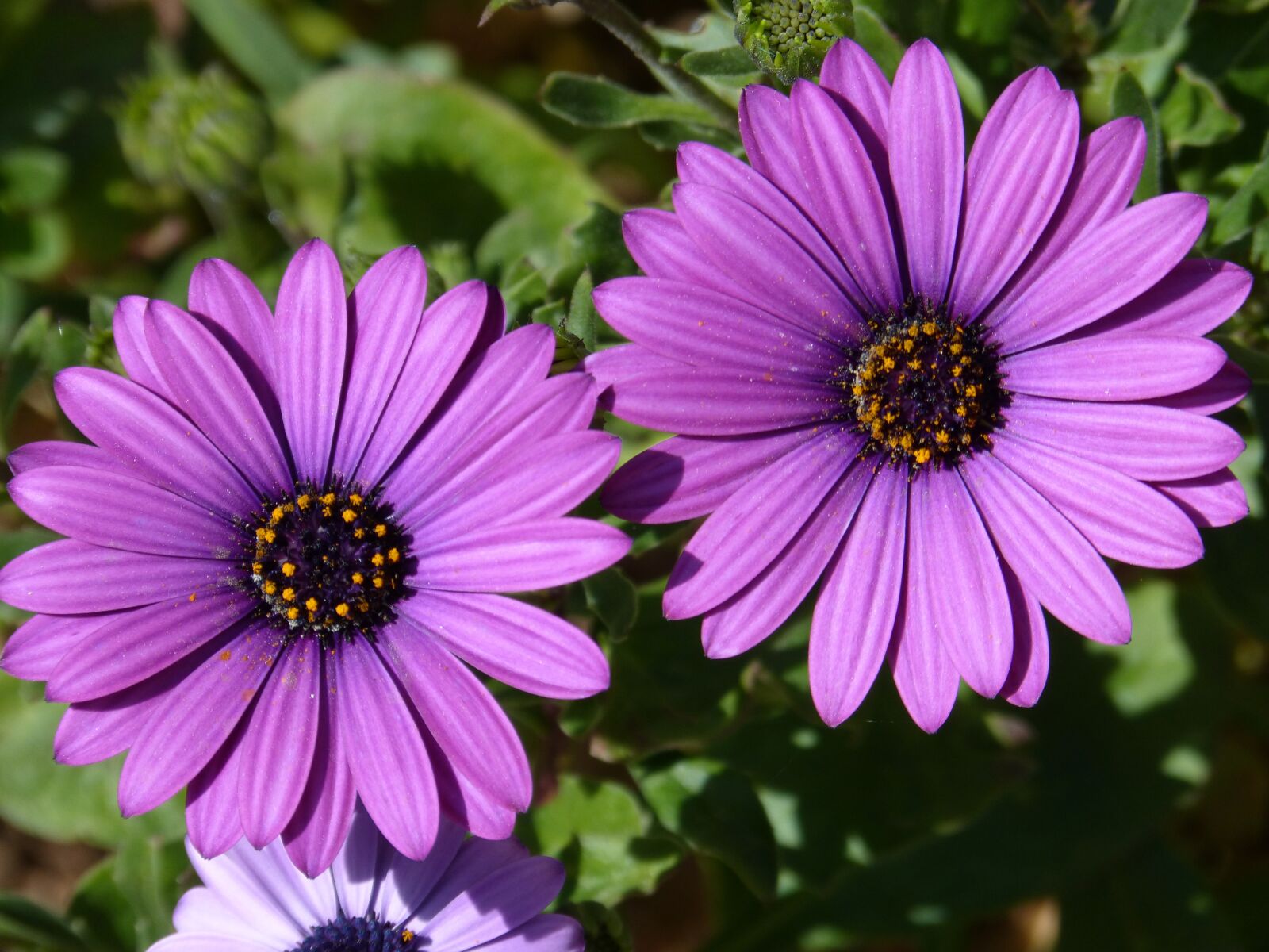 Panasonic DMC-FZ62 sample photo. Flower, daisy, lilac photography