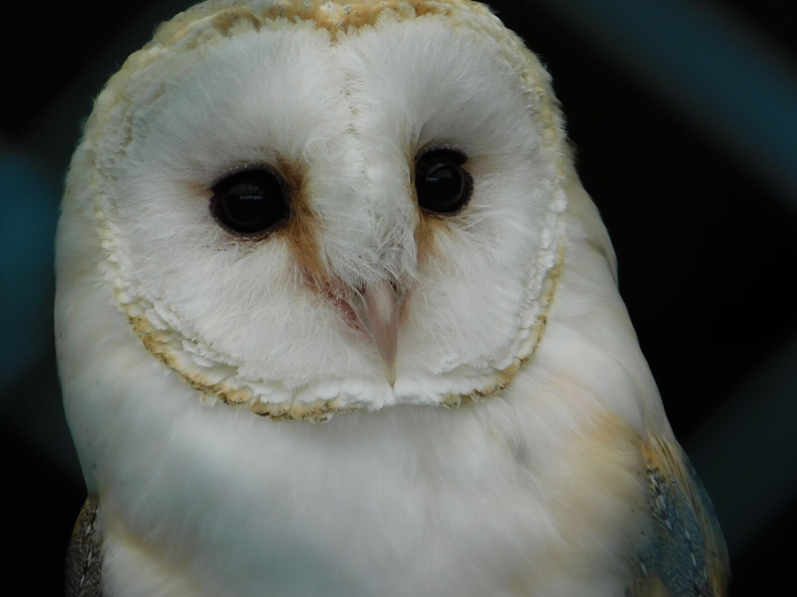 Nikon Coolpix B500 sample photo. Barn, owl photography