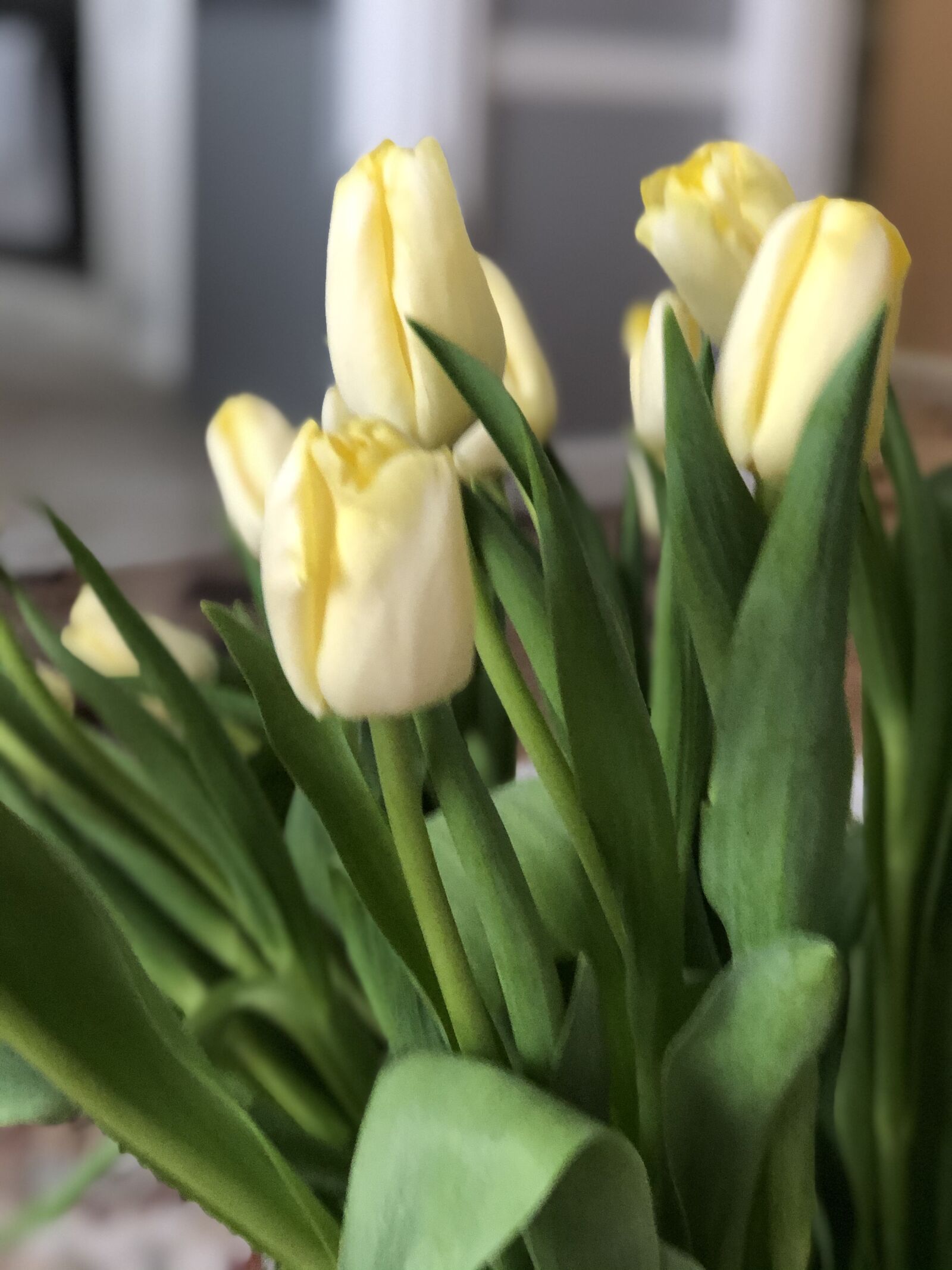 iPhone 8 Plus back dual camera 6.6mm f/2.8 sample photo. желтые, тюльпаны, весна photography