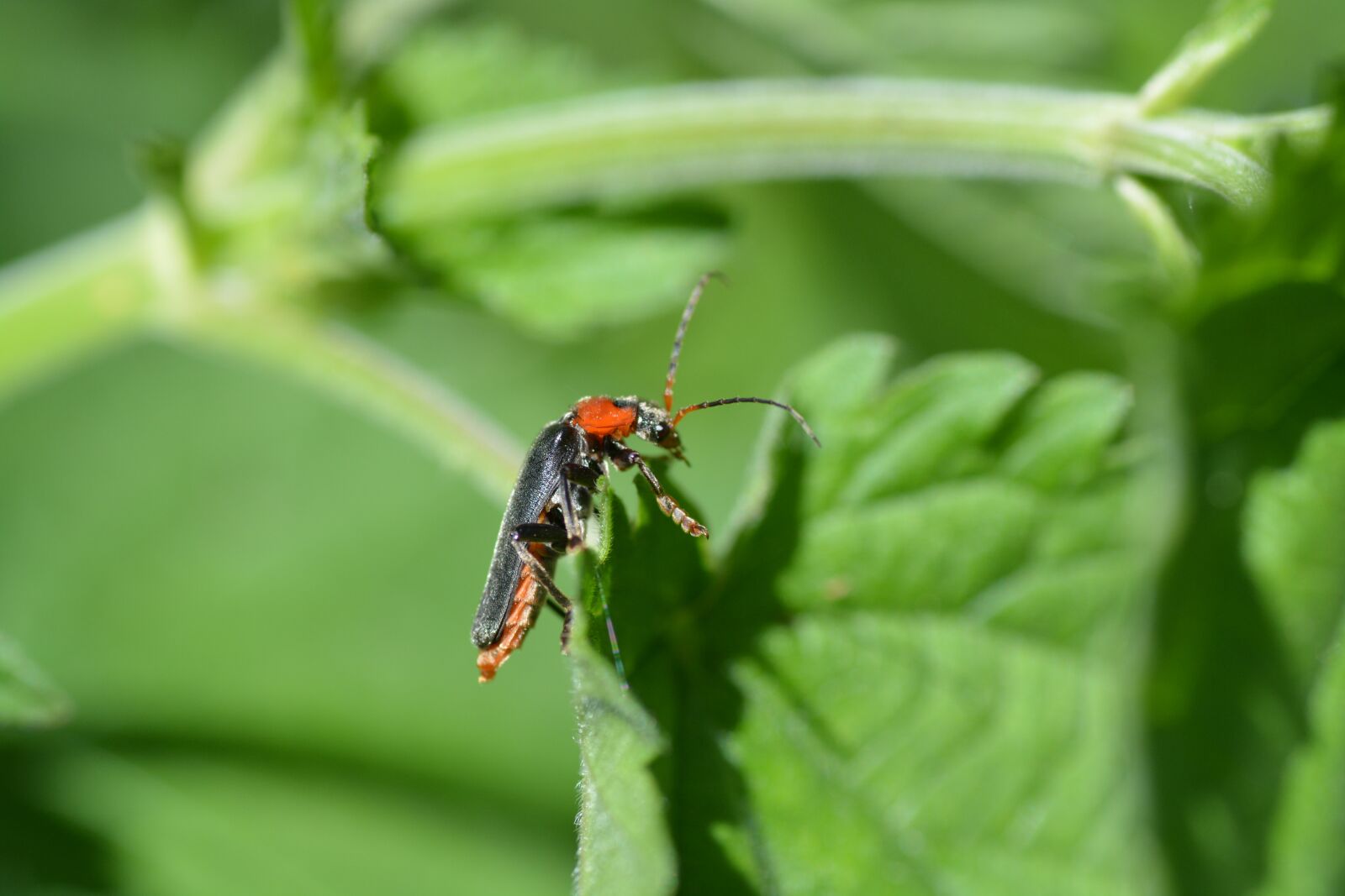 Nikon D5200 sample photo. Soldier beetle, beetle, red photography