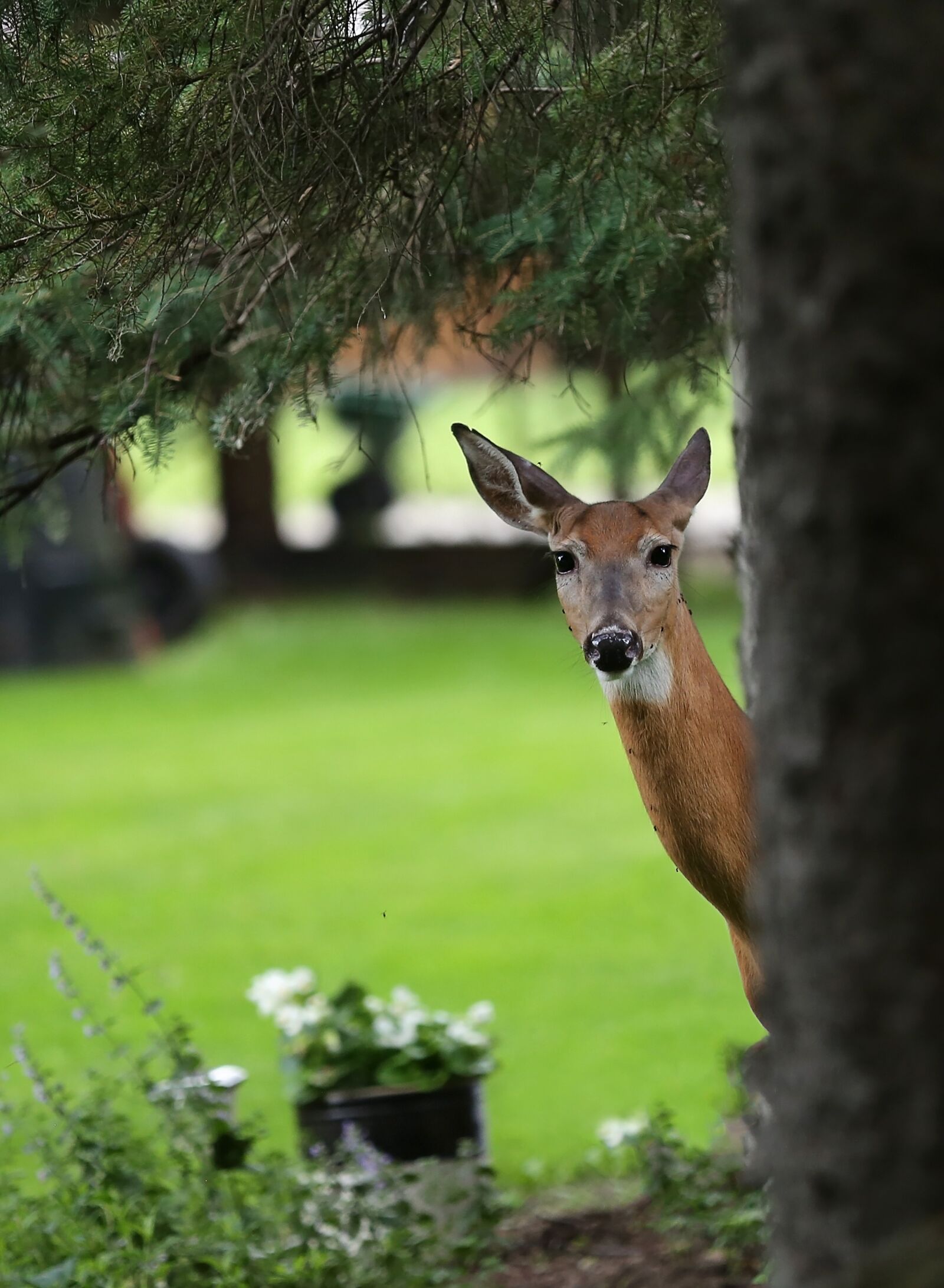 Canon EOS 6D sample photo. Deer, woods, animal photography