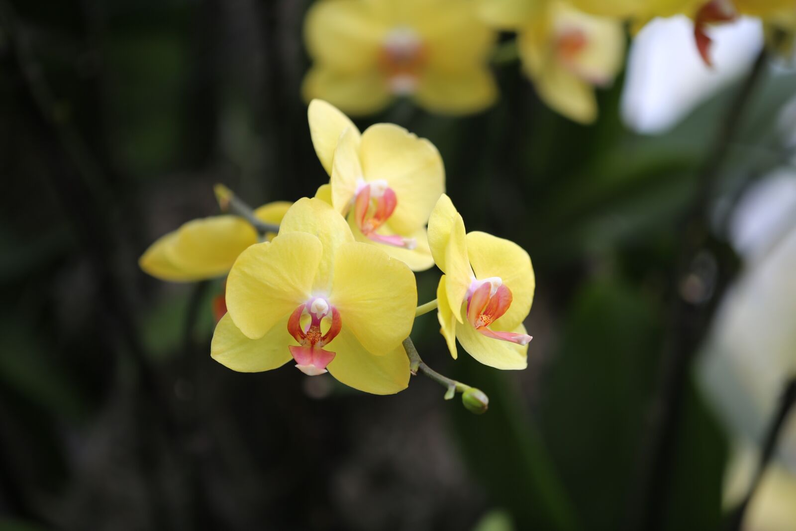Canon EF 180mm F3.5L Macro USM sample photo. Orchid, yellow, flower photography