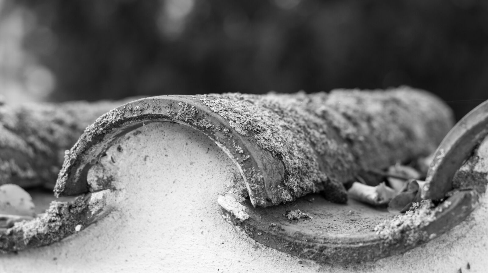 Canon EOS 700D (EOS Rebel T5i / EOS Kiss X7i) + Canon EF 50mm F1.8 STM sample photo. Wall, moss, leaves photography