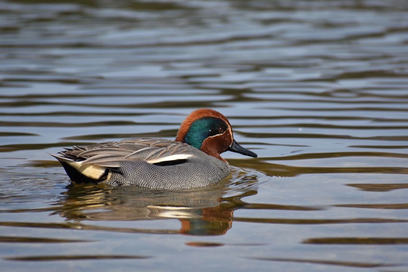Nikon D7200 sample photo. Animal, lake, waterside photography