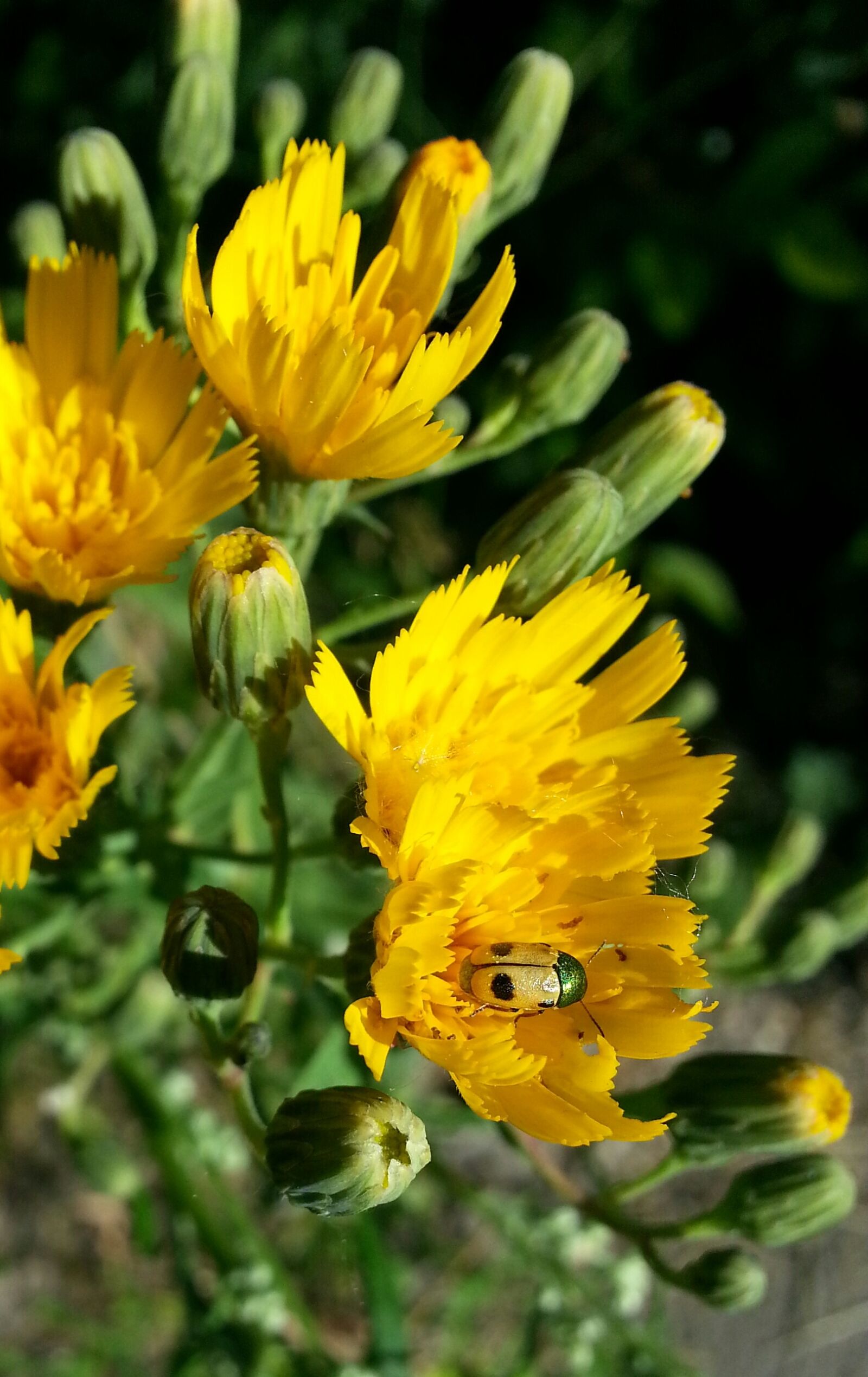 Samsung Galaxy S3 sample photo. Flowers, insect, yellow photography