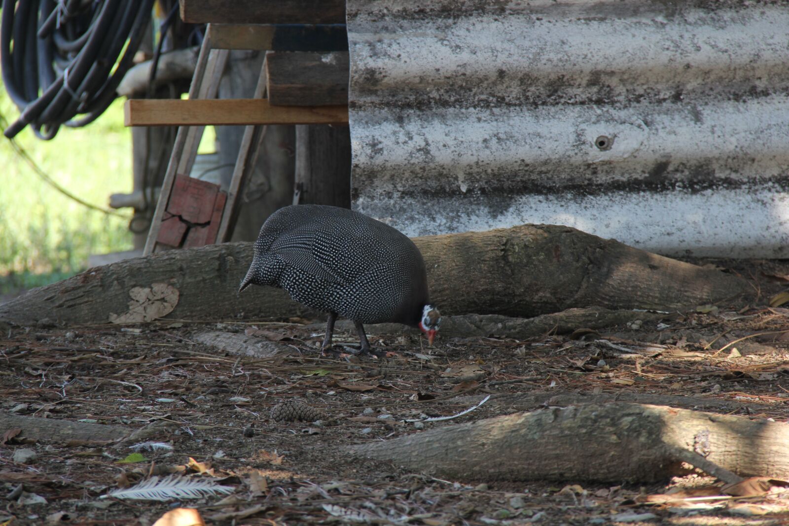 Canon EOS 60D + Canon EF-S 18-200mm F3.5-5.6 IS sample photo. Peru, animal, exotic photography