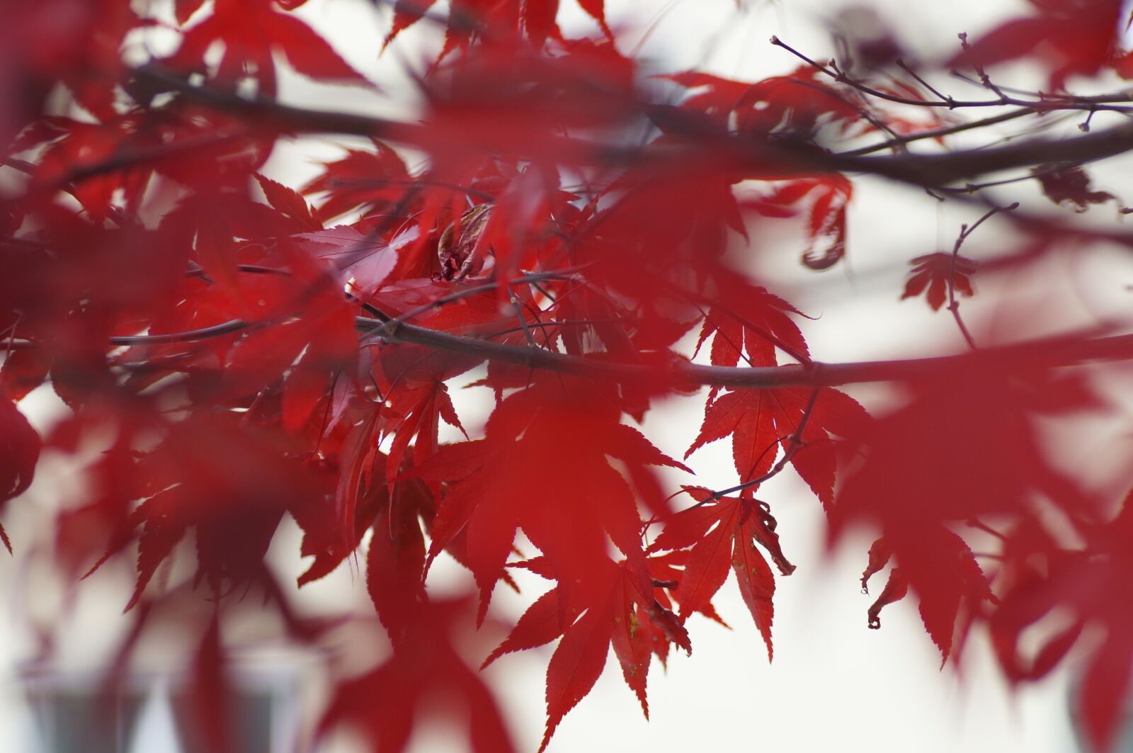 Sony SLT-A57 sample photo. Leaves, maple, red photography