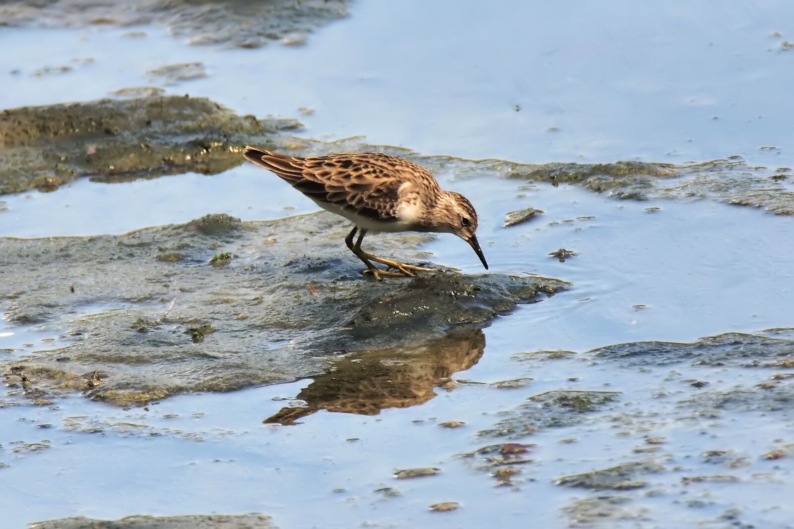Olympus OM-D E-M1 sample photo. Migratory, bird, wild photography