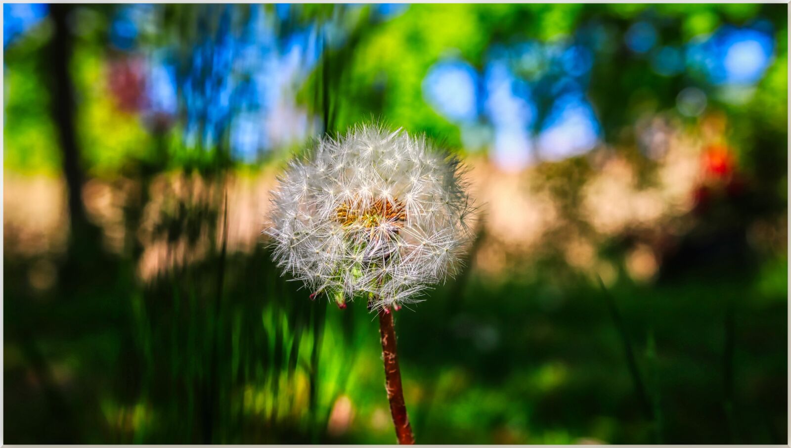 Canon EOS 200D (EOS Rebel SL2 / EOS Kiss X9) sample photo. Flower, dandelion, hdr photography