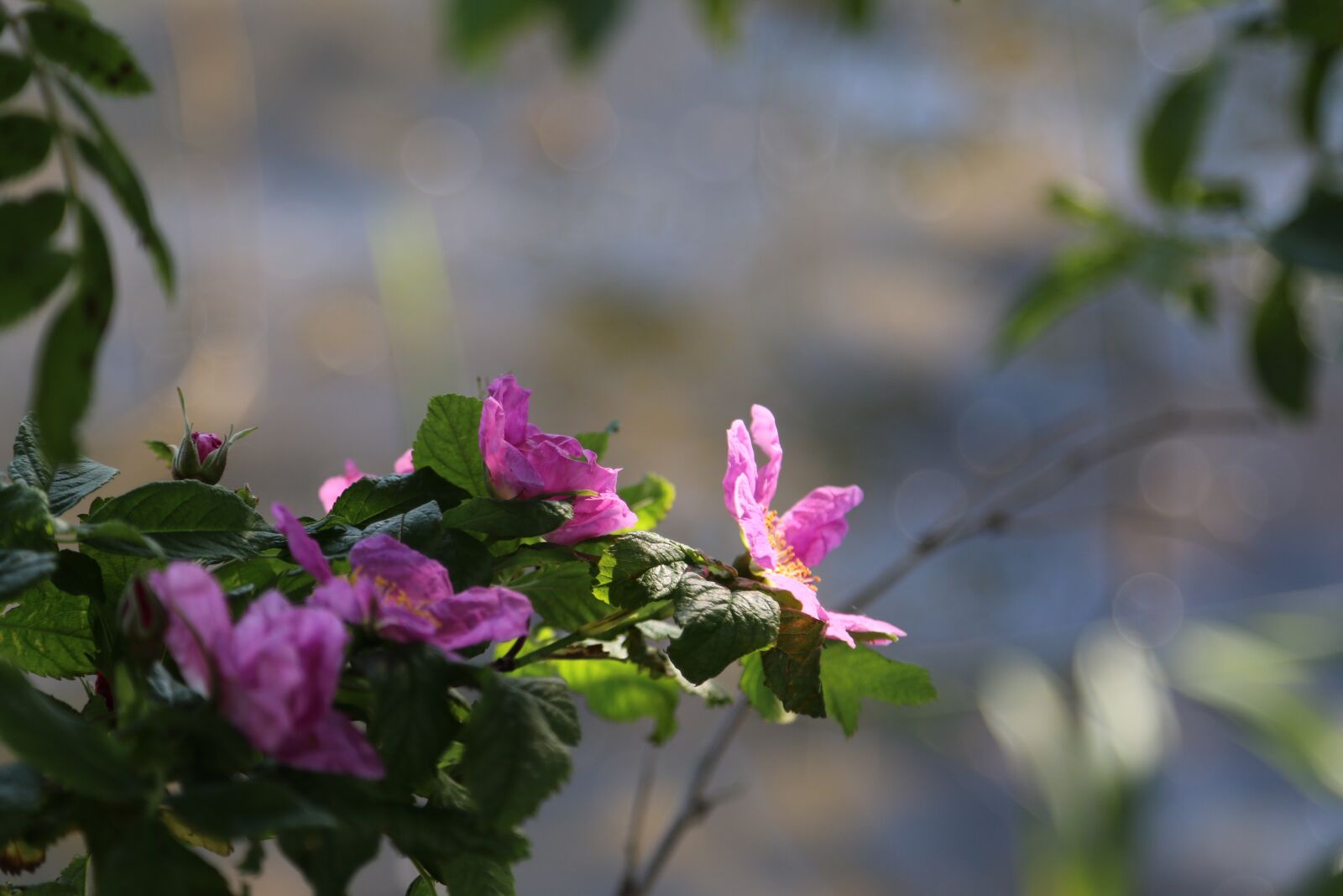 Canon EOS 70D + Canon EF 24-105mm F4L IS USM sample photo. Summer, pink, rose photography