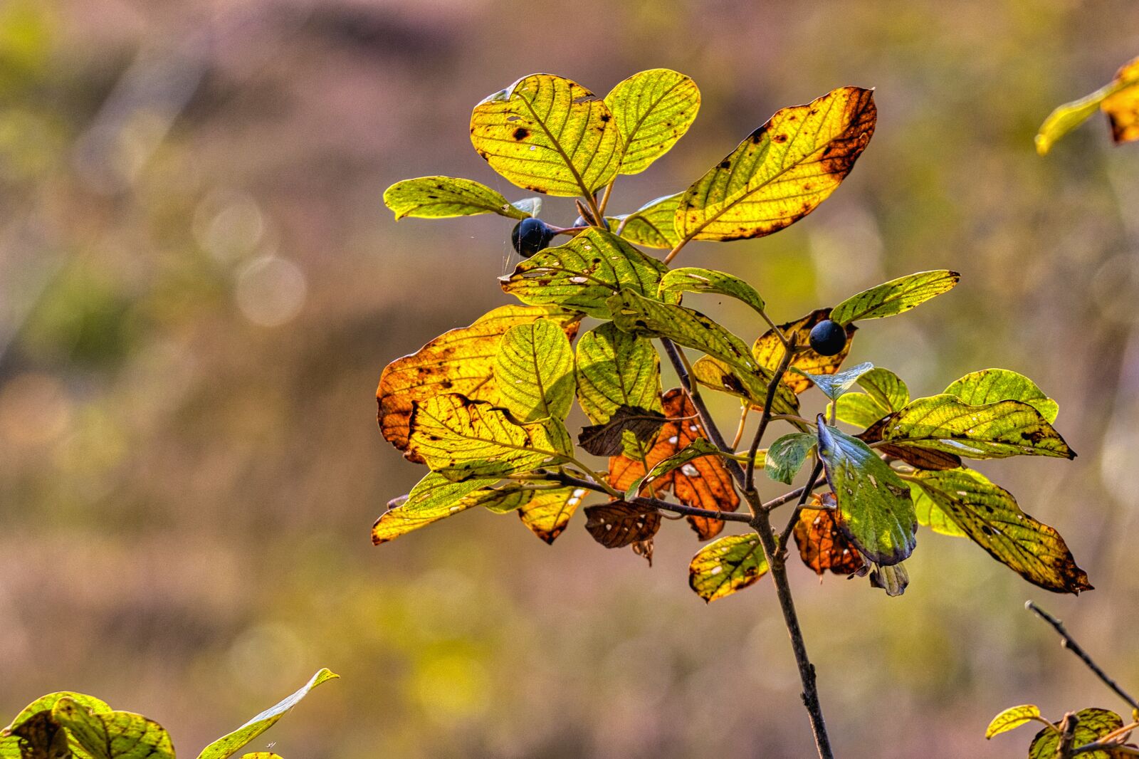 Nikon D7500 sample photo. Autumn, branch, leaves photography