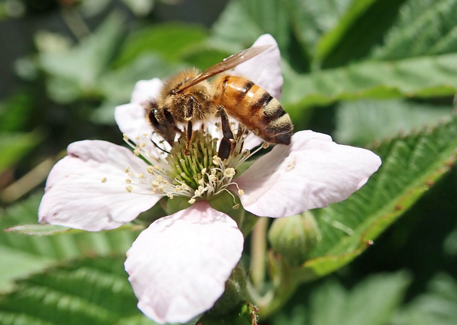 Olympus TG-5 sample photo. Bee, insect, pollen photography