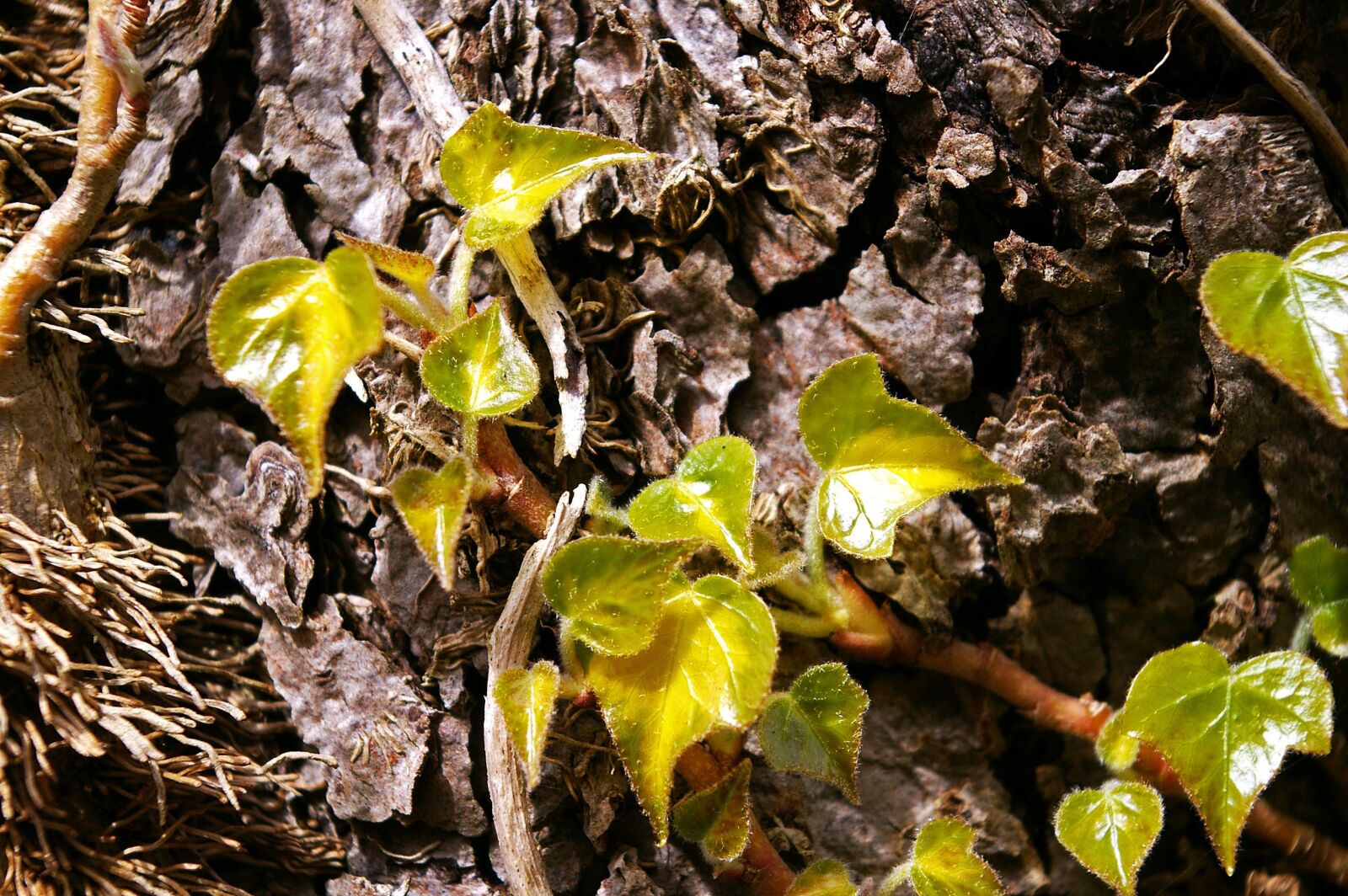 Pentax *ist DL2 sample photo. Tree, tree bark, log photography