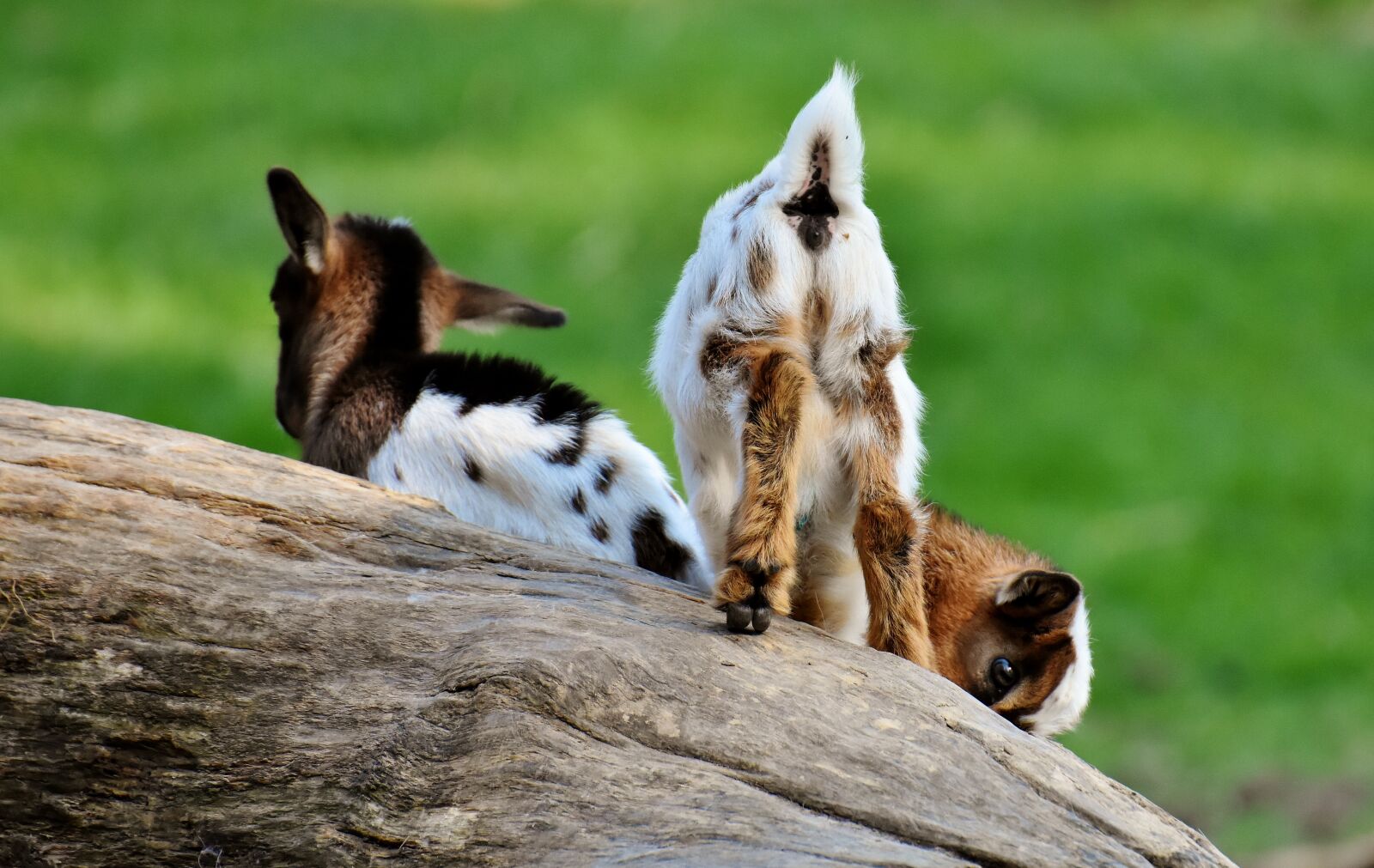 Nikon D7200 sample photo. Goat, young animals, playful photography