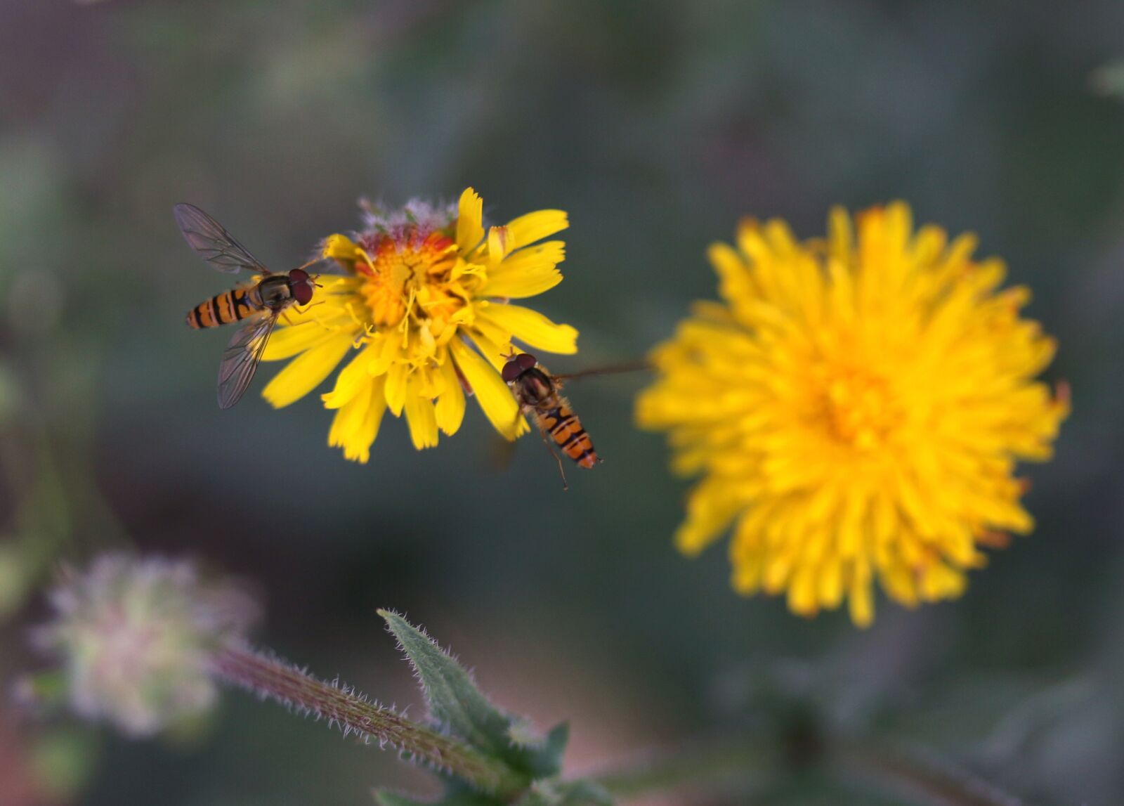 Canon EF-S 60mm F2.8 Macro USM sample photo. Dandelion, yellow, bee photography