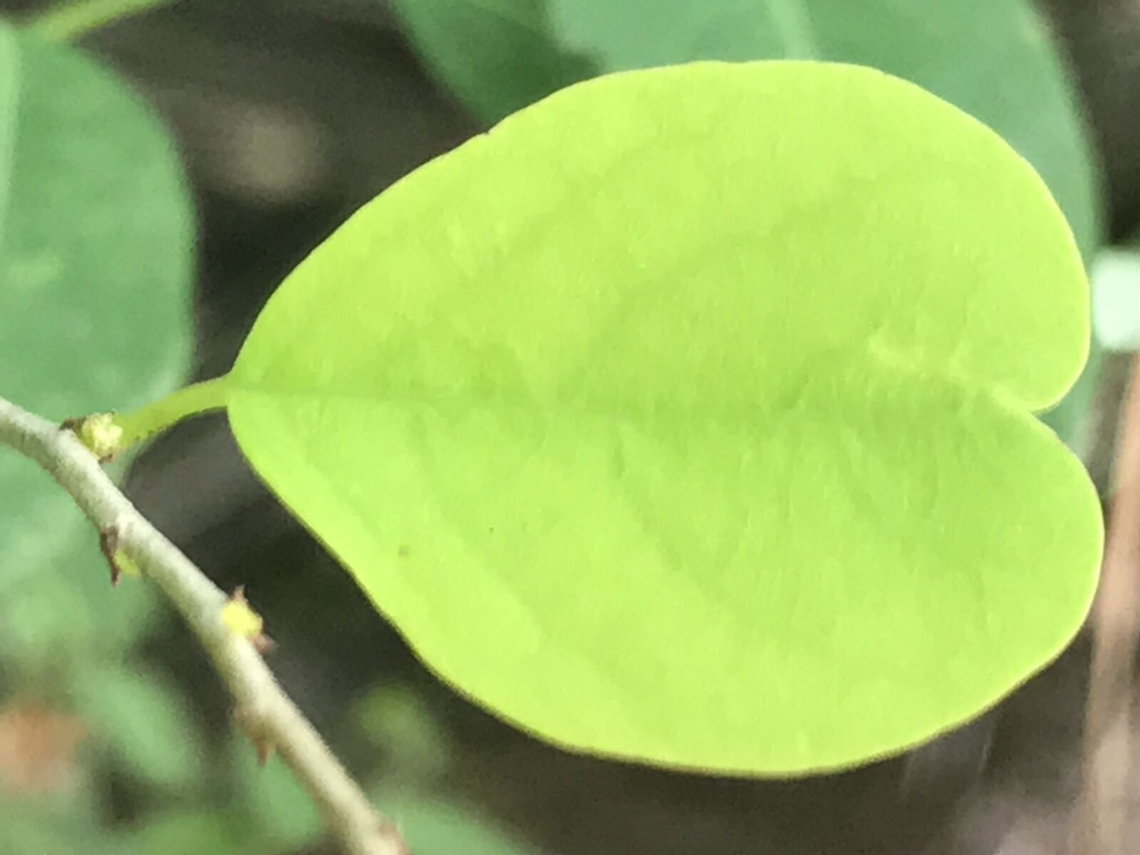 iPhone 7 back camera 3.99mm f/1.8 sample photo
