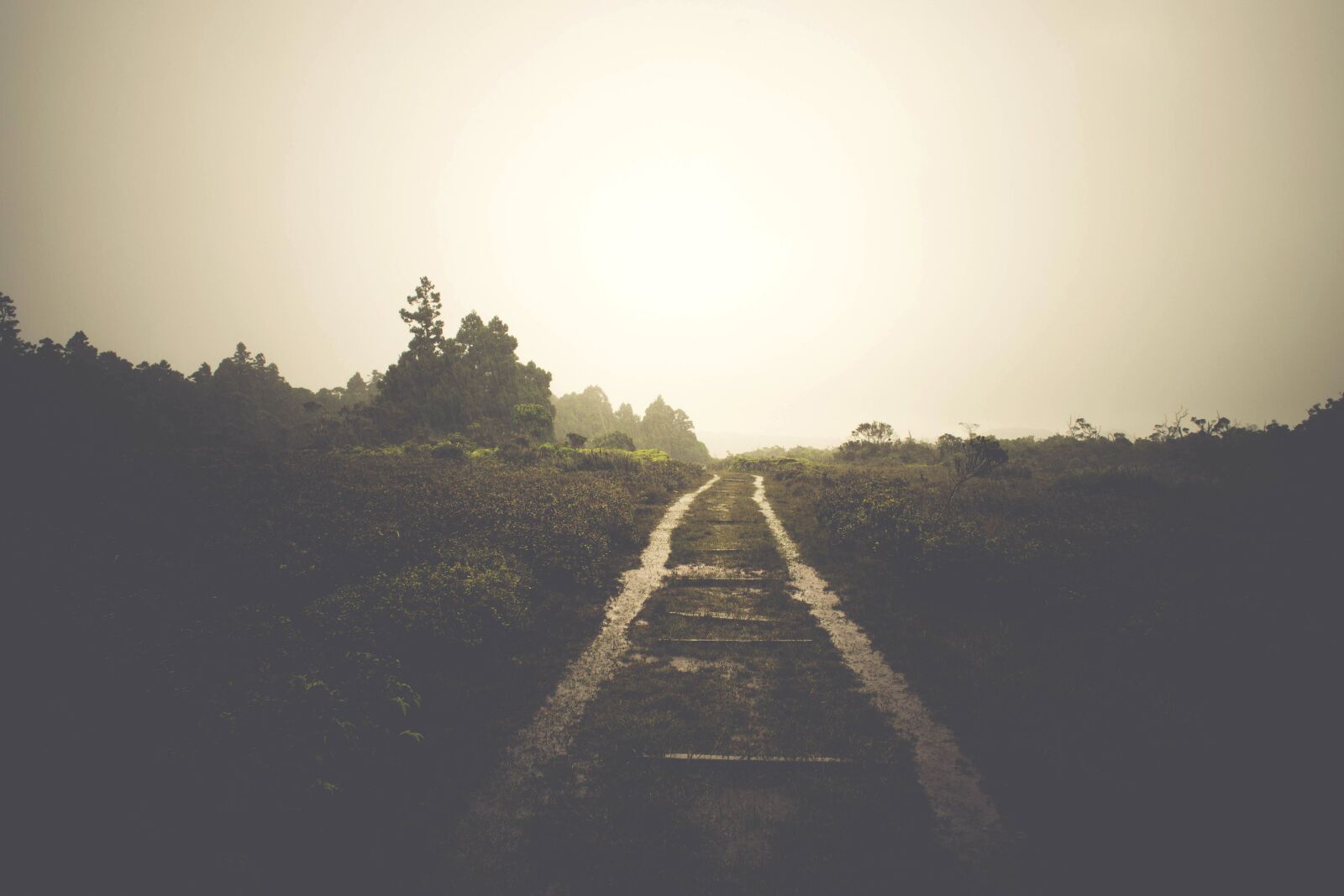 Nikon D5200 sample photo. Rain, path, landscape, tree photography