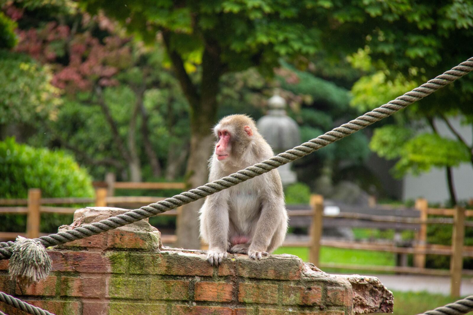 Canon EF-S 18-200mm F3.5-5.6 IS sample photo. Zoo, amersfoort, nature photography