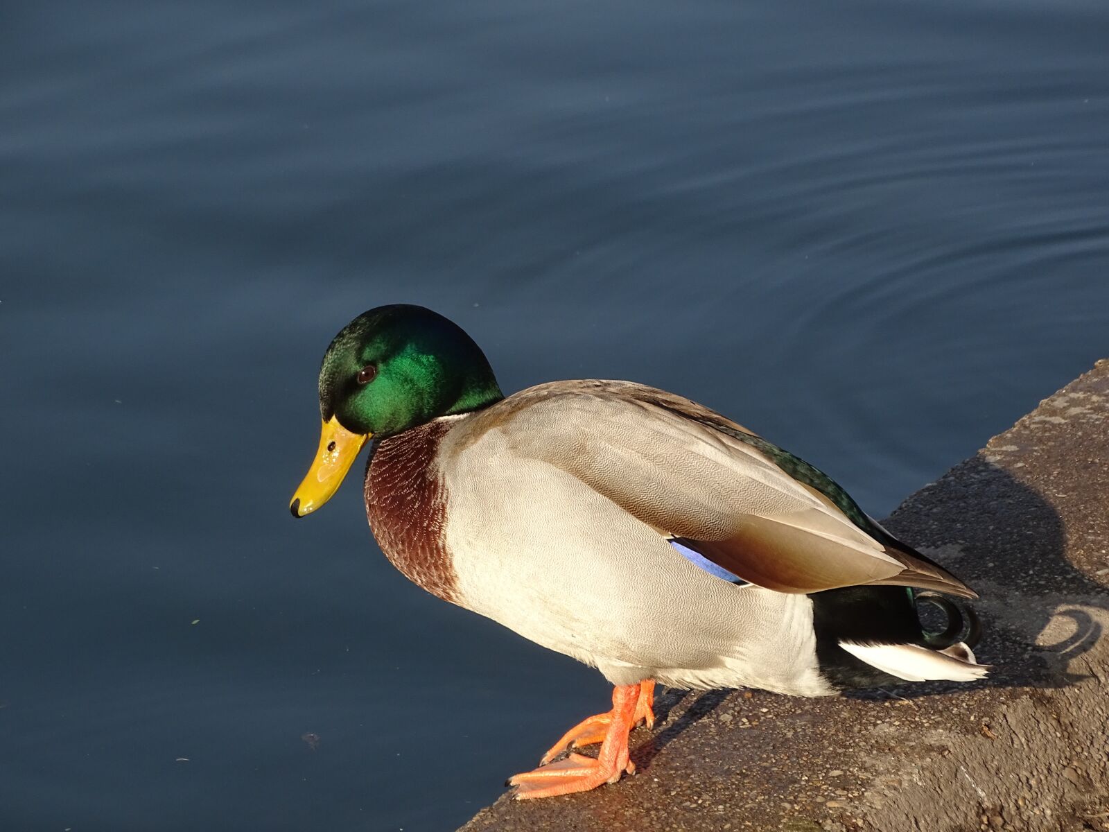 Sony Cyber-shot DSC-HX400V sample photo. Wild ducks, duck, állatportré photography